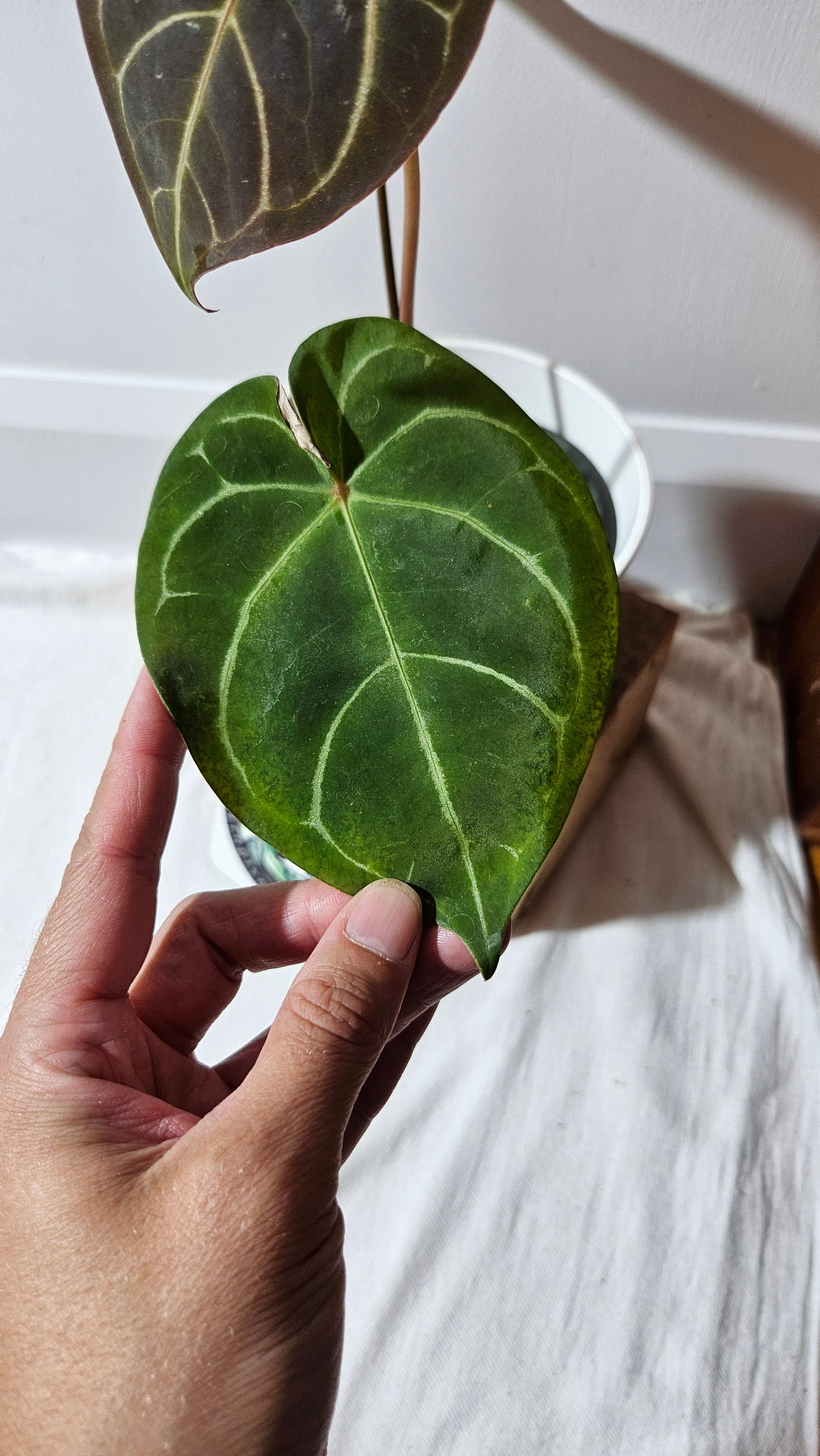 Anthurium Carlablackiae (Indo) X Hoffmanii "format MOYEN/LARGE" (ANT-382)