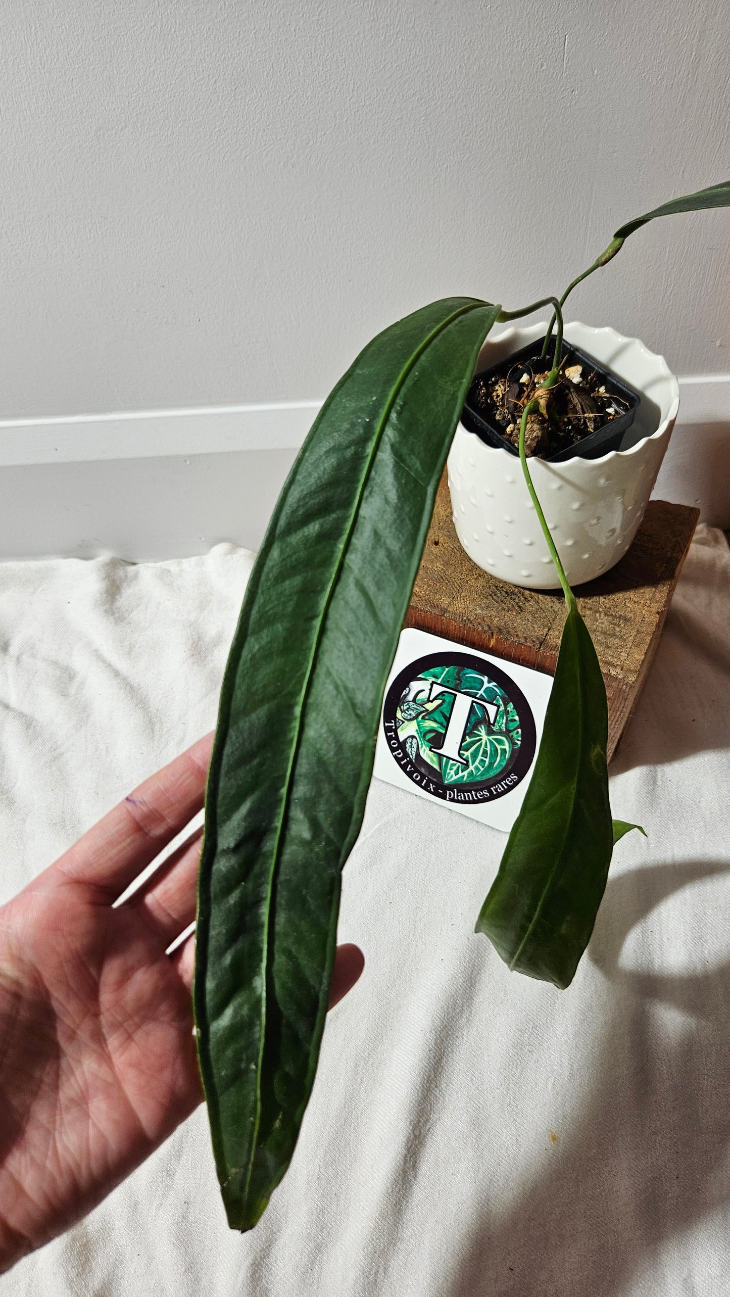 Anthurium Wendlingeri Aff Esmeraldas "format MOYEN/LARGE" (ANT-534)