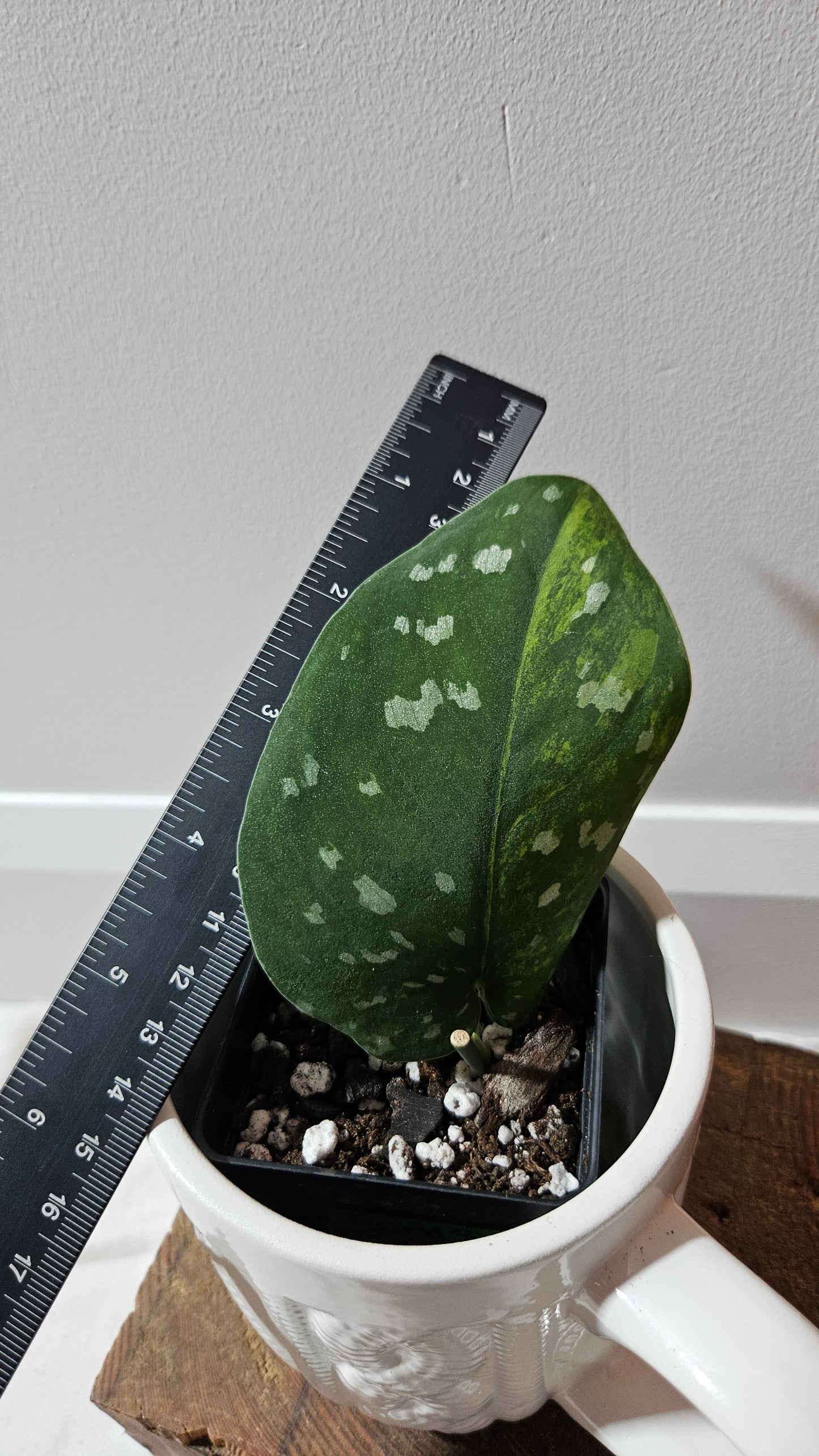 Scindapsus Sentarum (SCI-1234)