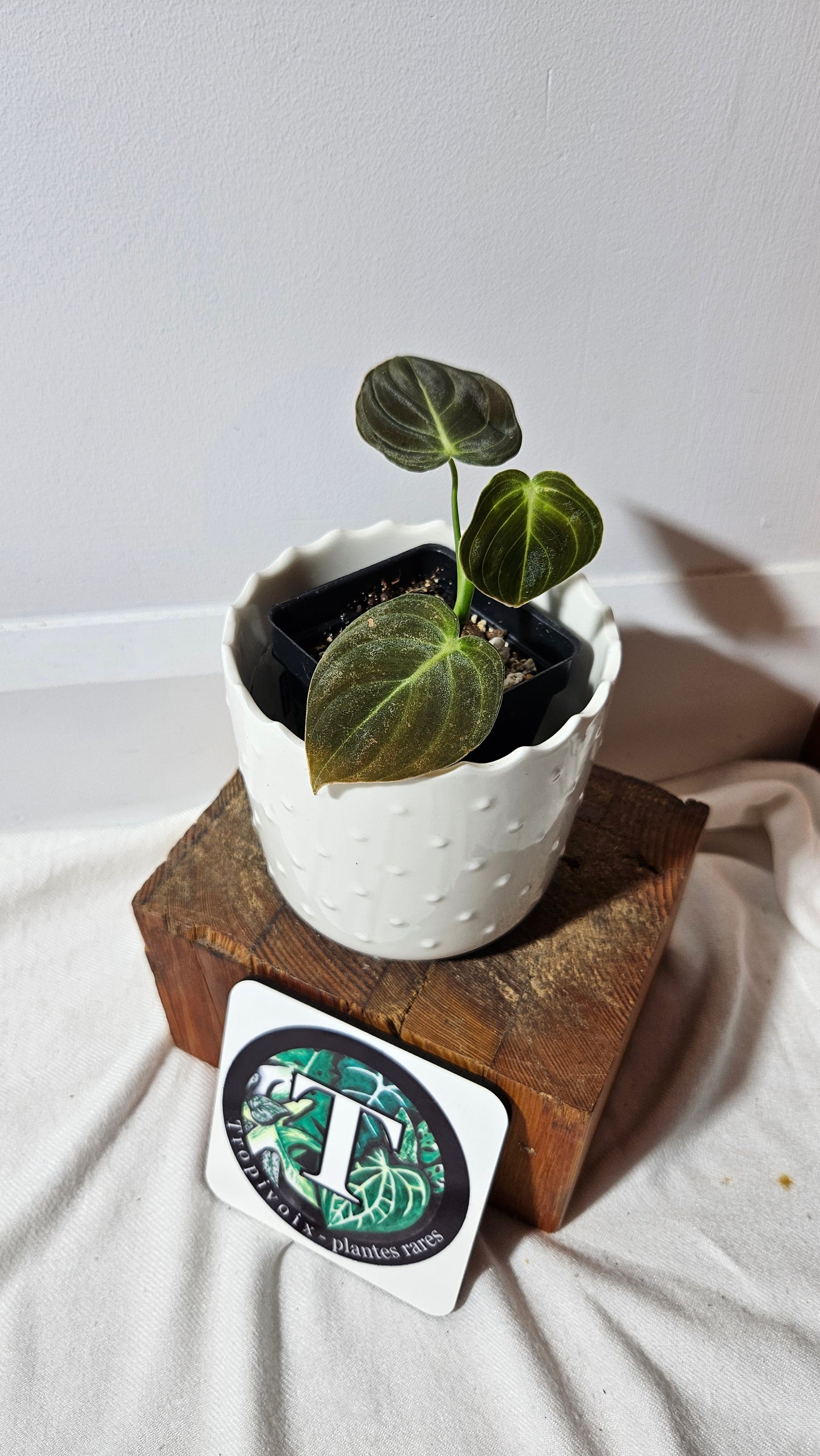 Philodendron Melanochrysum (PHI-860)