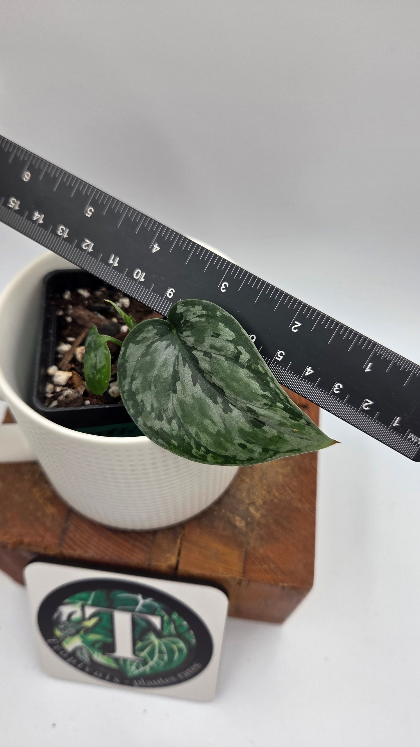 Scindapsus Dark Princess Tricolore (SCI-1447)