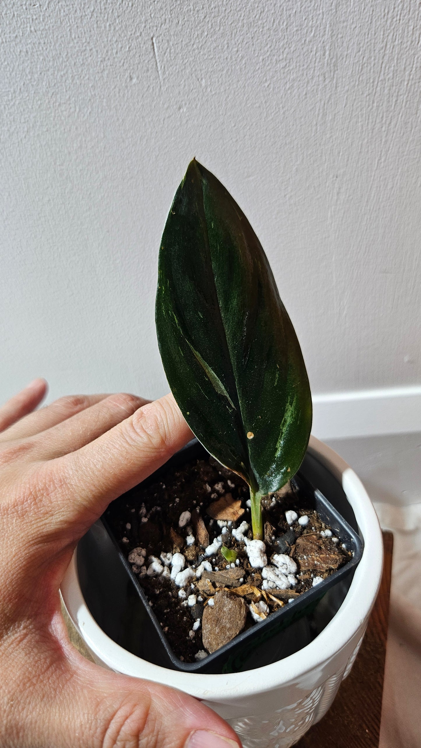 Scindapsus Treubii Dark Form silver (SCI-1198)