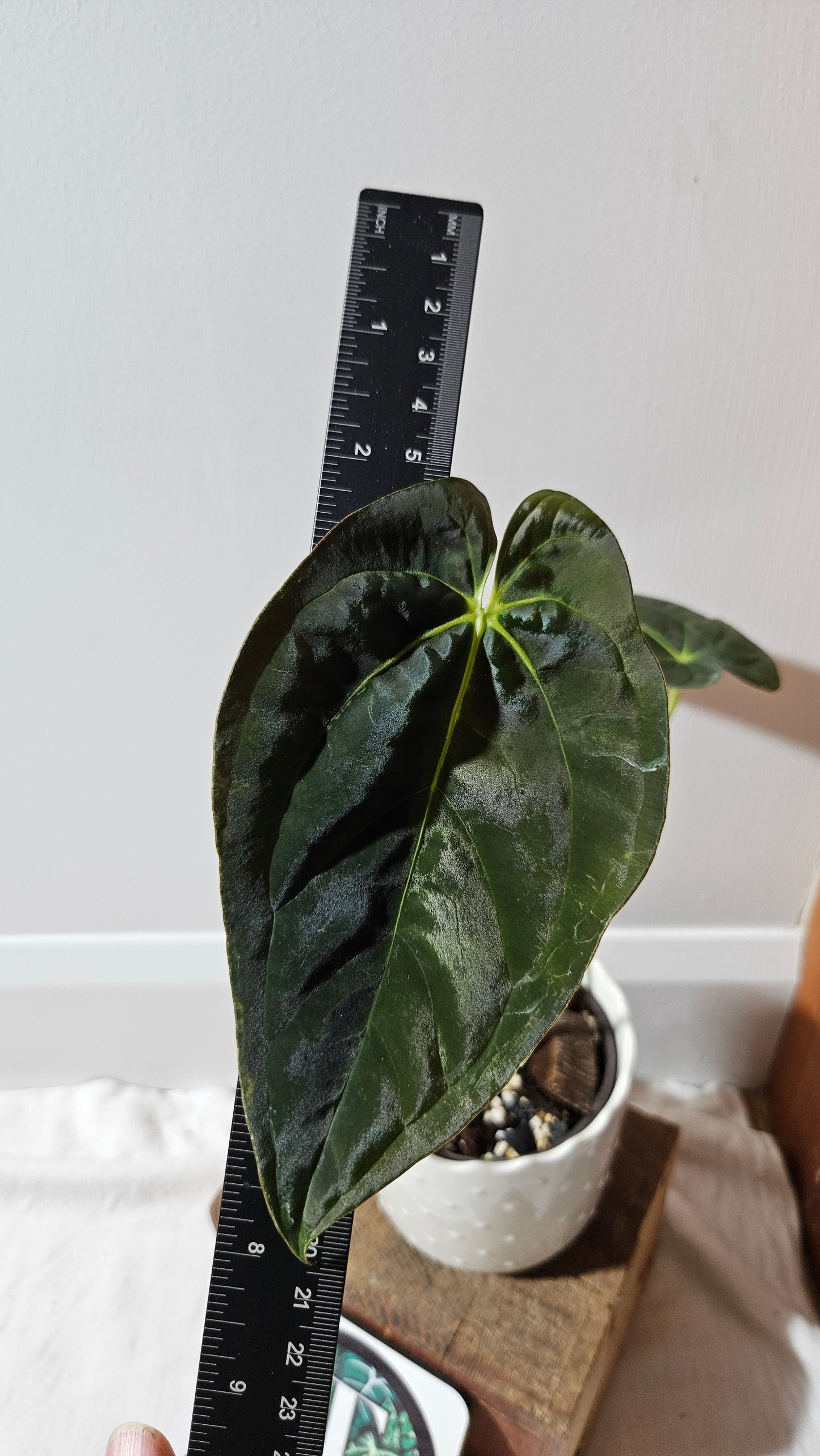 Anthurium Papillilaminum Toucan(d'équateur) "format MOYEN" (ANT-507)