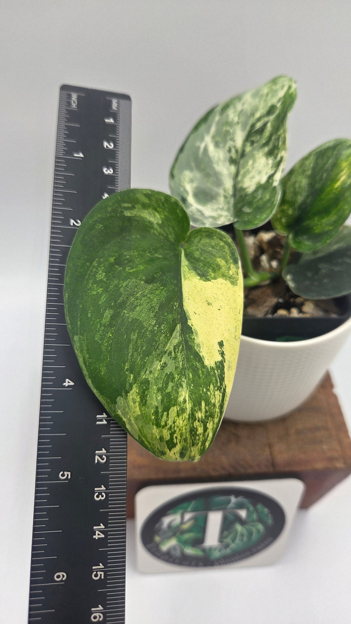 Scindapsus Dark satin Tricolore (SCI-1519)