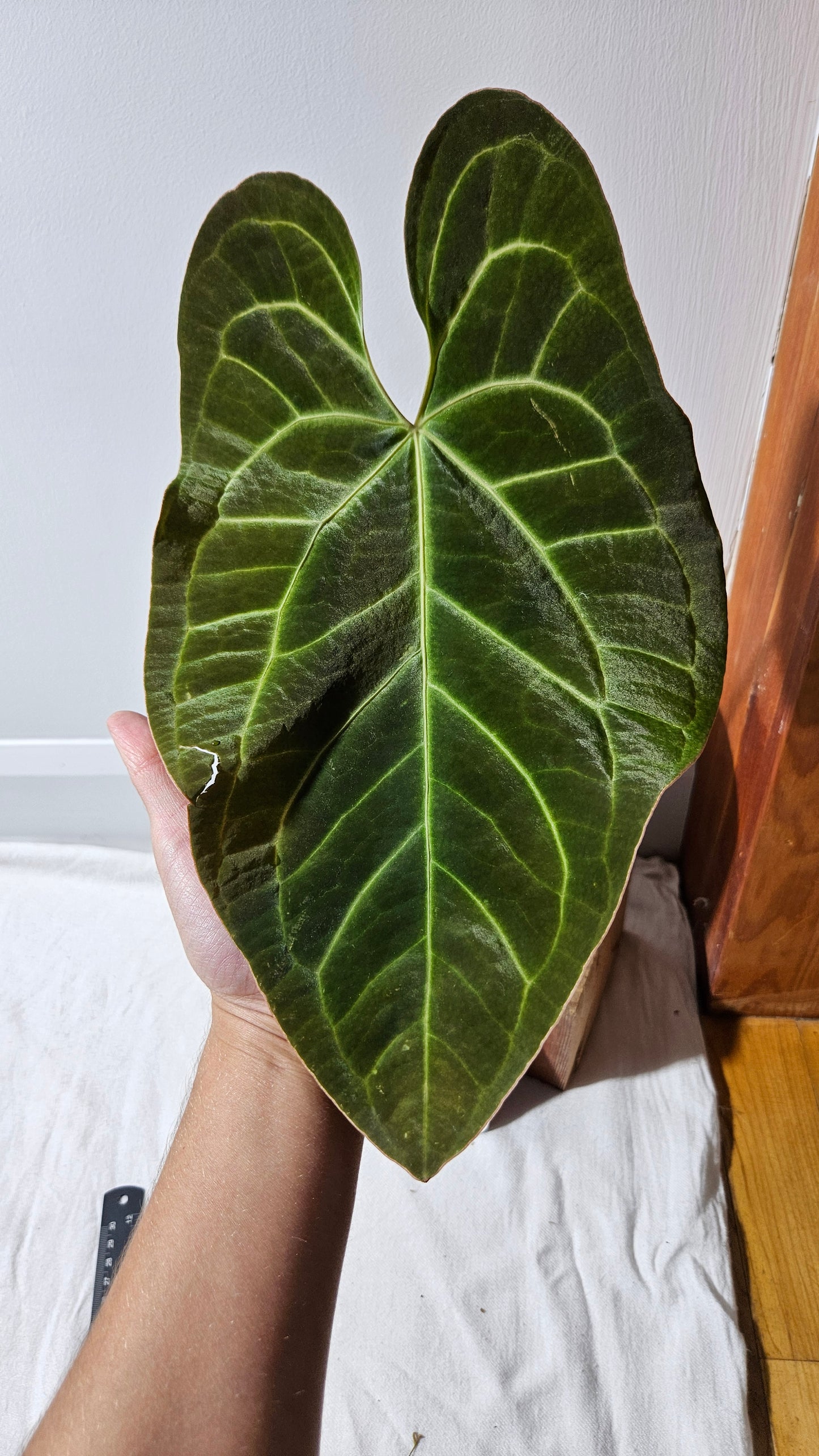 Anthurium Besseae Aff Black "Format LARGE" (ANT-566)
