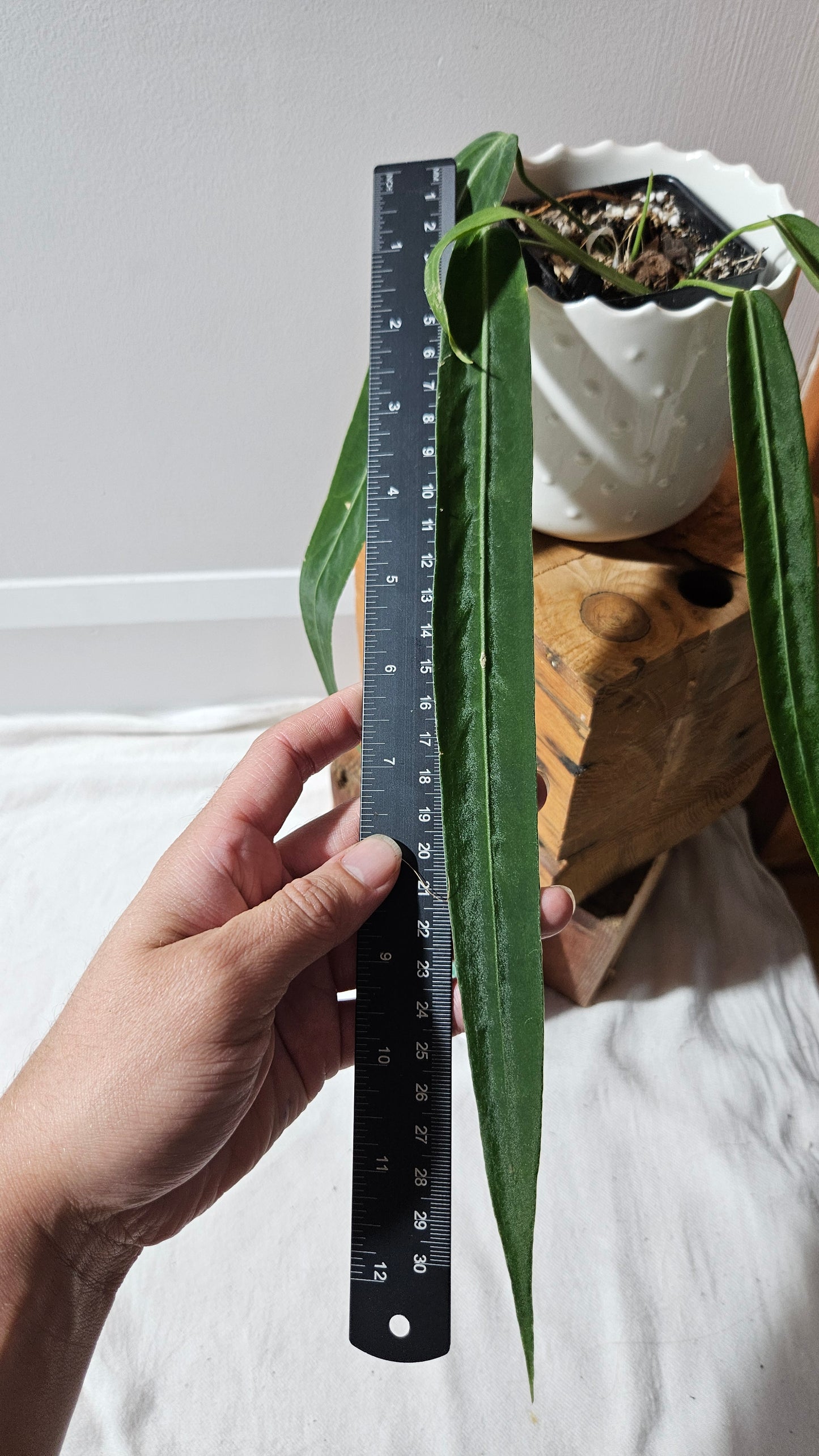 Anthurium Pallidiflorum Narrow "format MOYEN"(ANT-451)