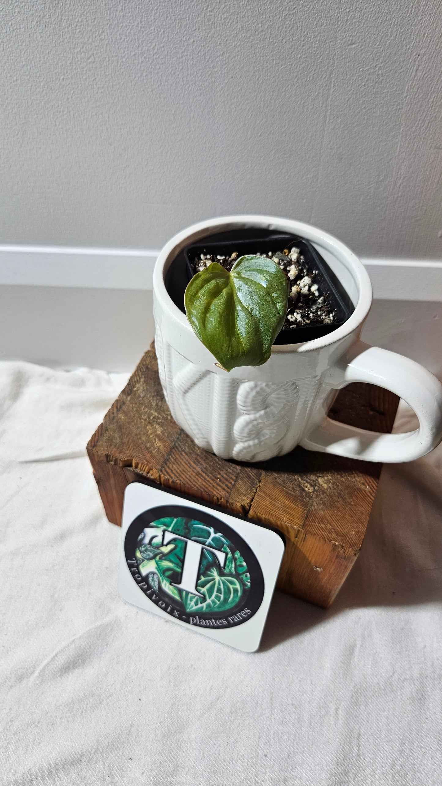 Philodendron Aff Colombia Chocolate (PHI-910)