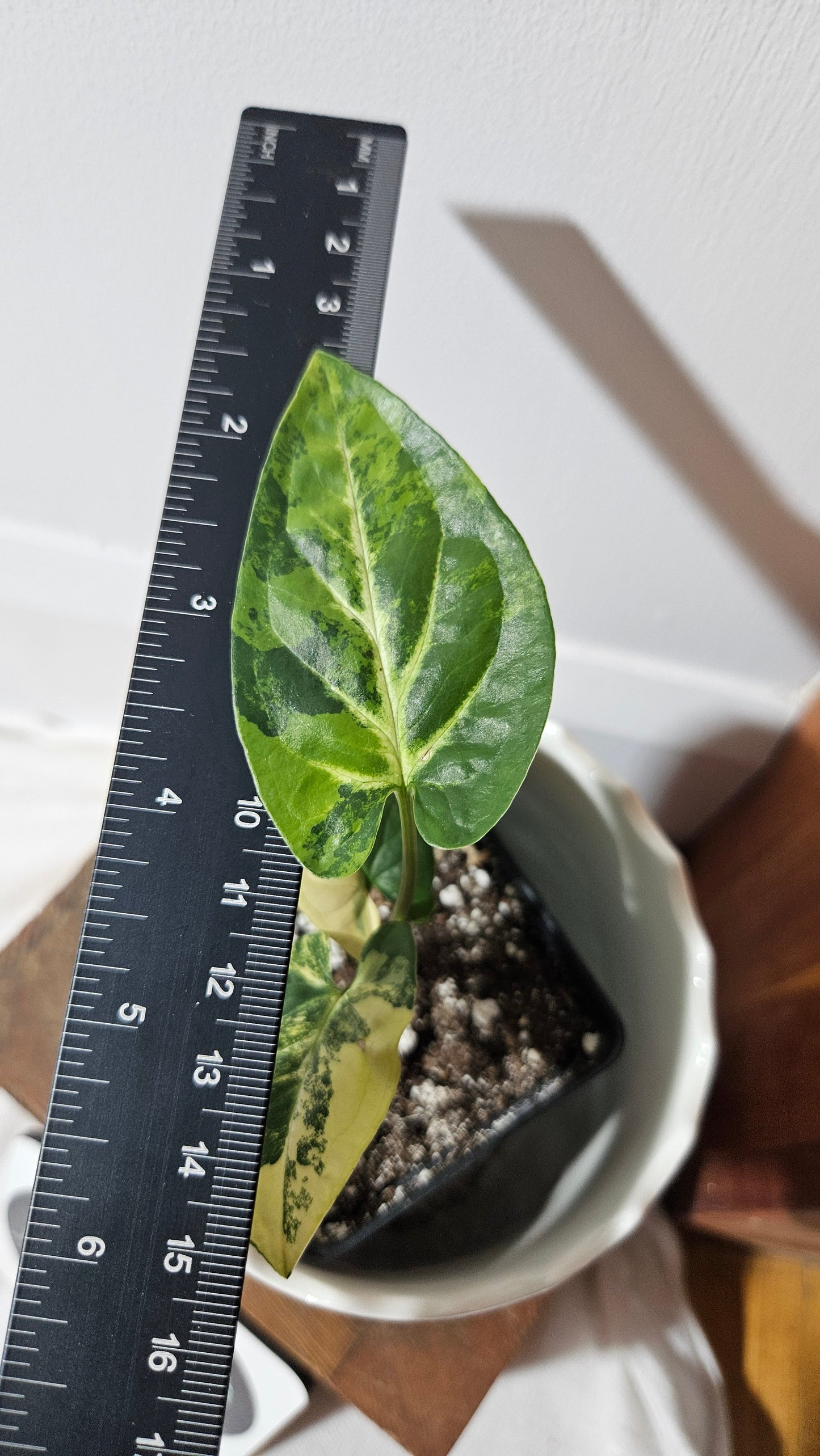 Syngonium Aurea (SYN-444)