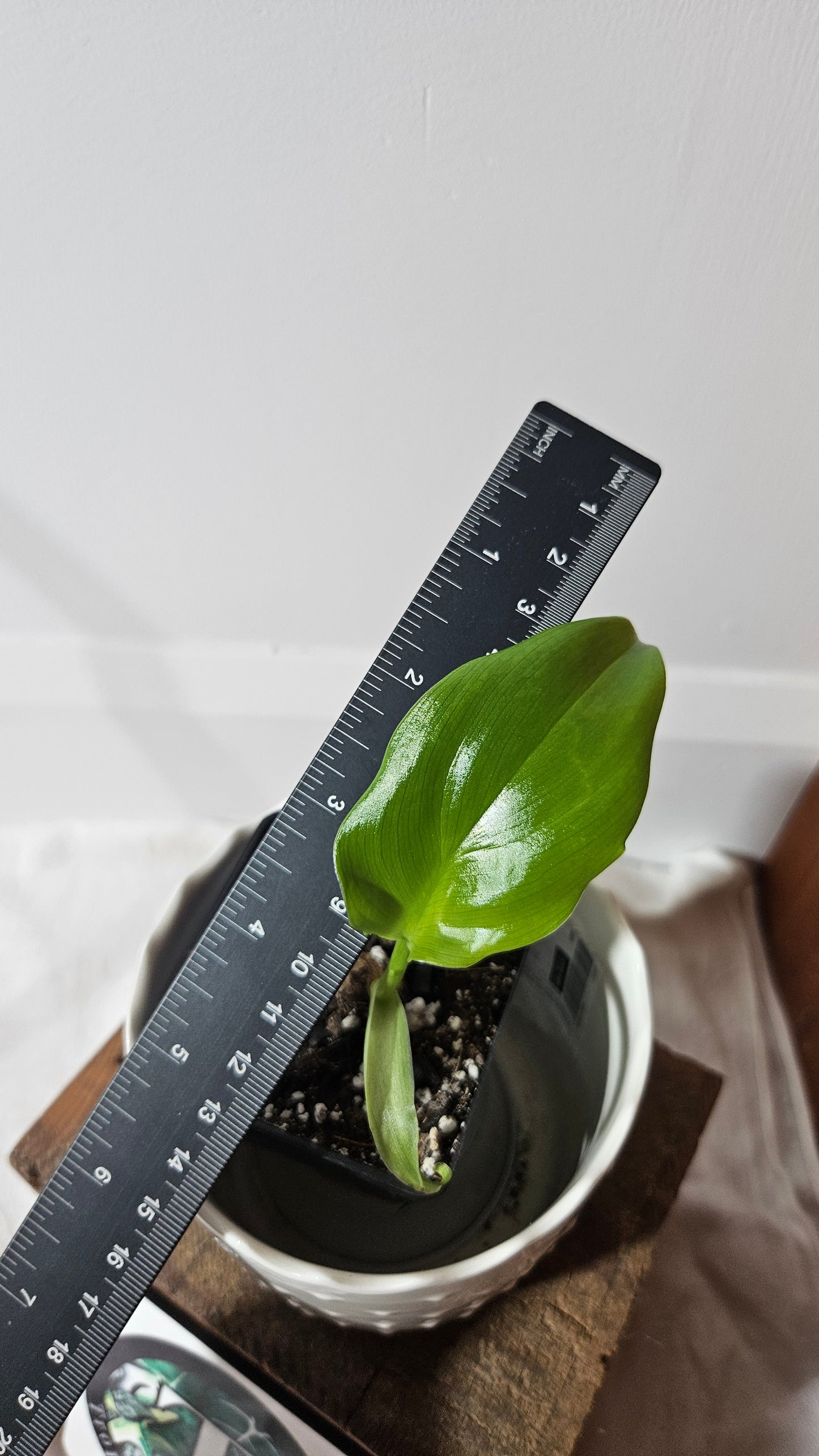 Philodendron Tripartitum (PHI-800)