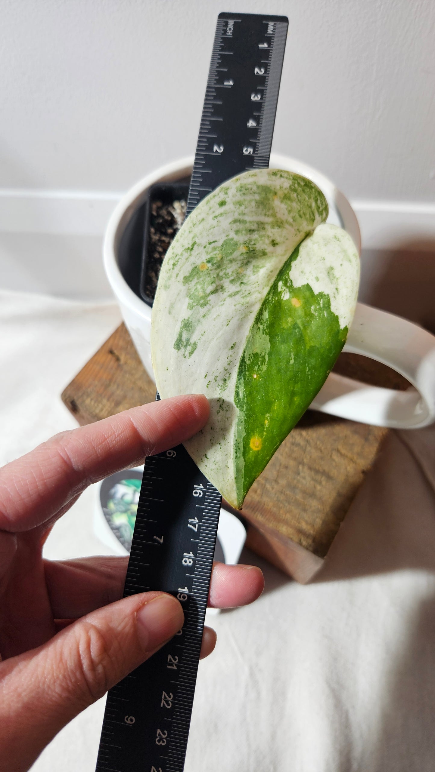 Scindapsus Silver Splash Variegata (SCI-848)