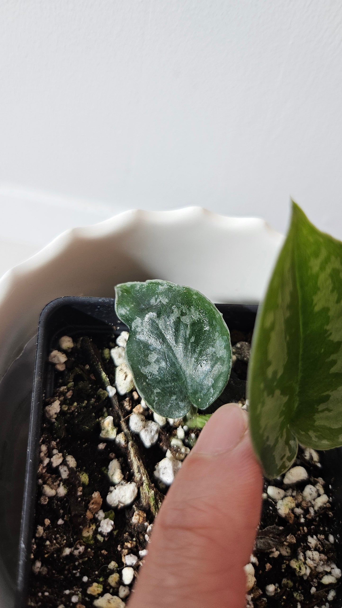 Scindapsus Dark Tricolore (SCI-1039)