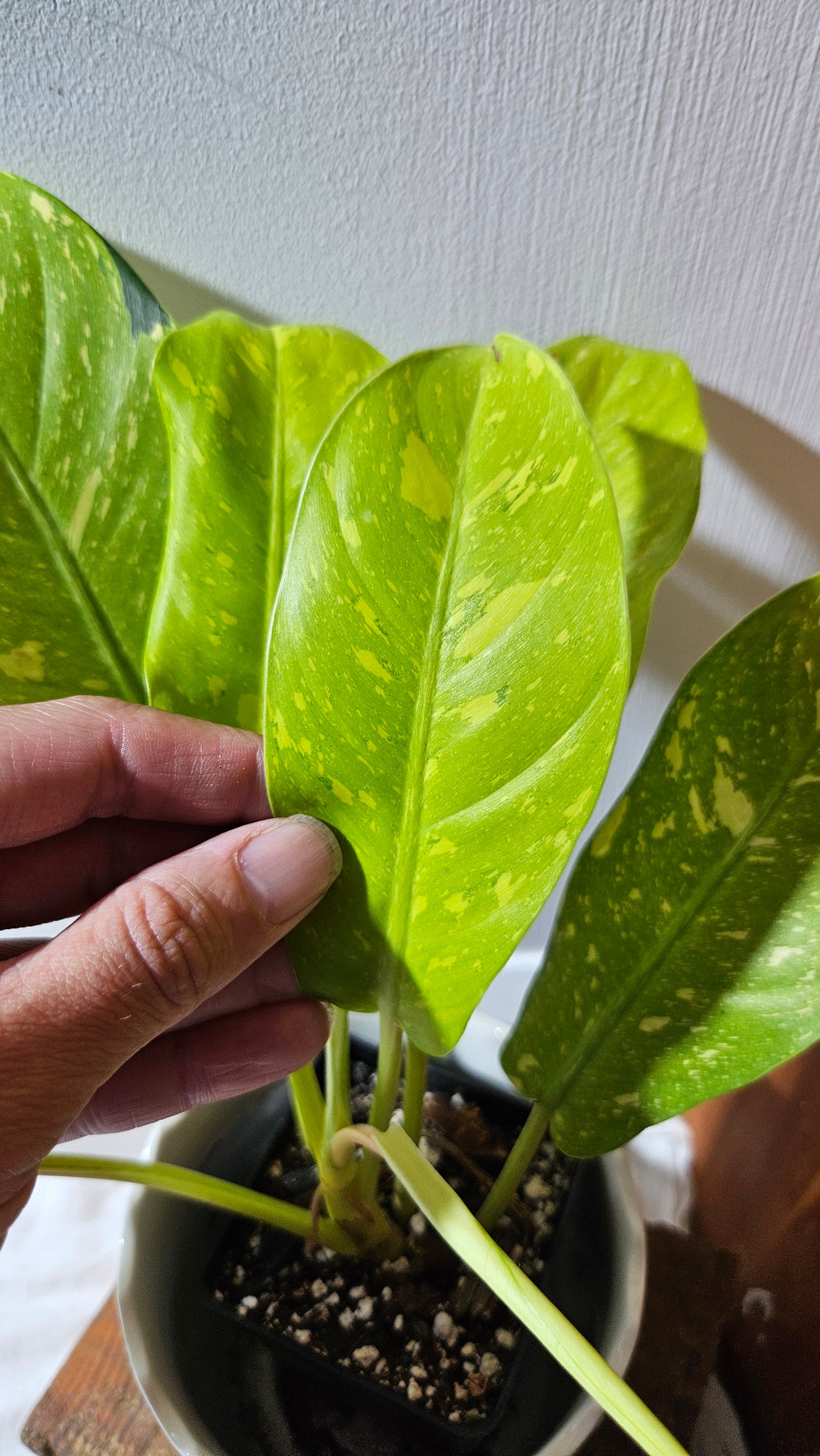 Philodendron Golden Goldness (PHI-894)