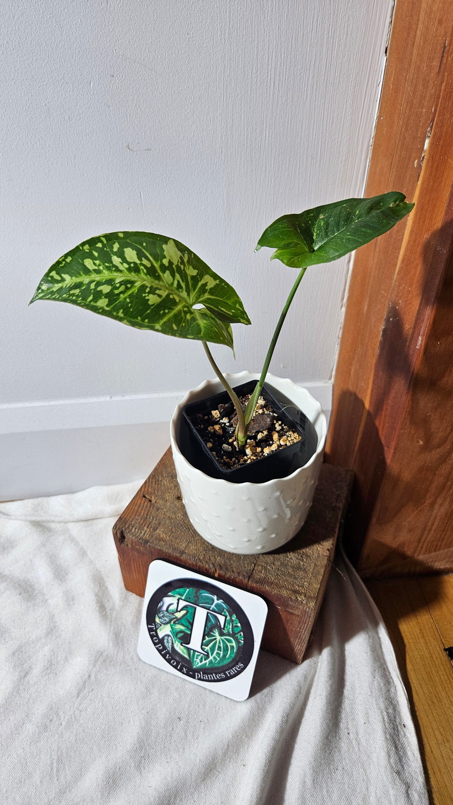 Syngonium Panda/Indo (SYN-421)