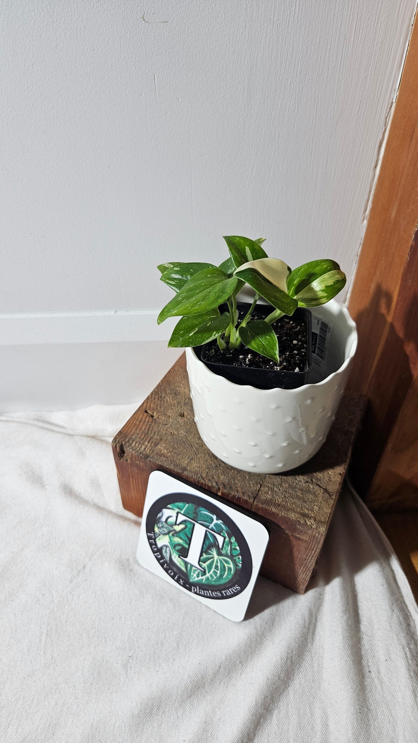 Monstera Standleyana Albo (MON-407)