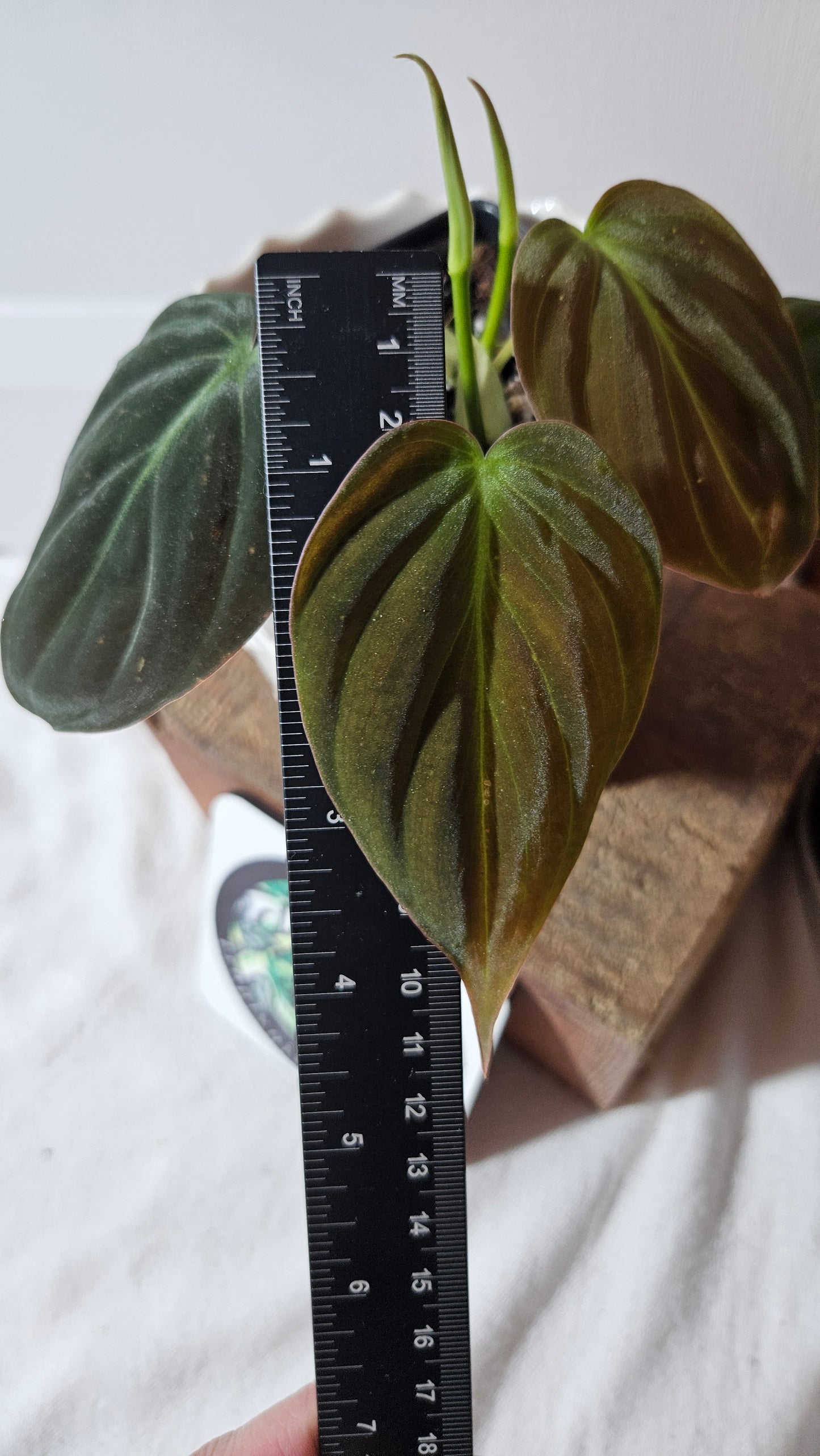 Philodendron Mican Var. REVERT (PHI-786)