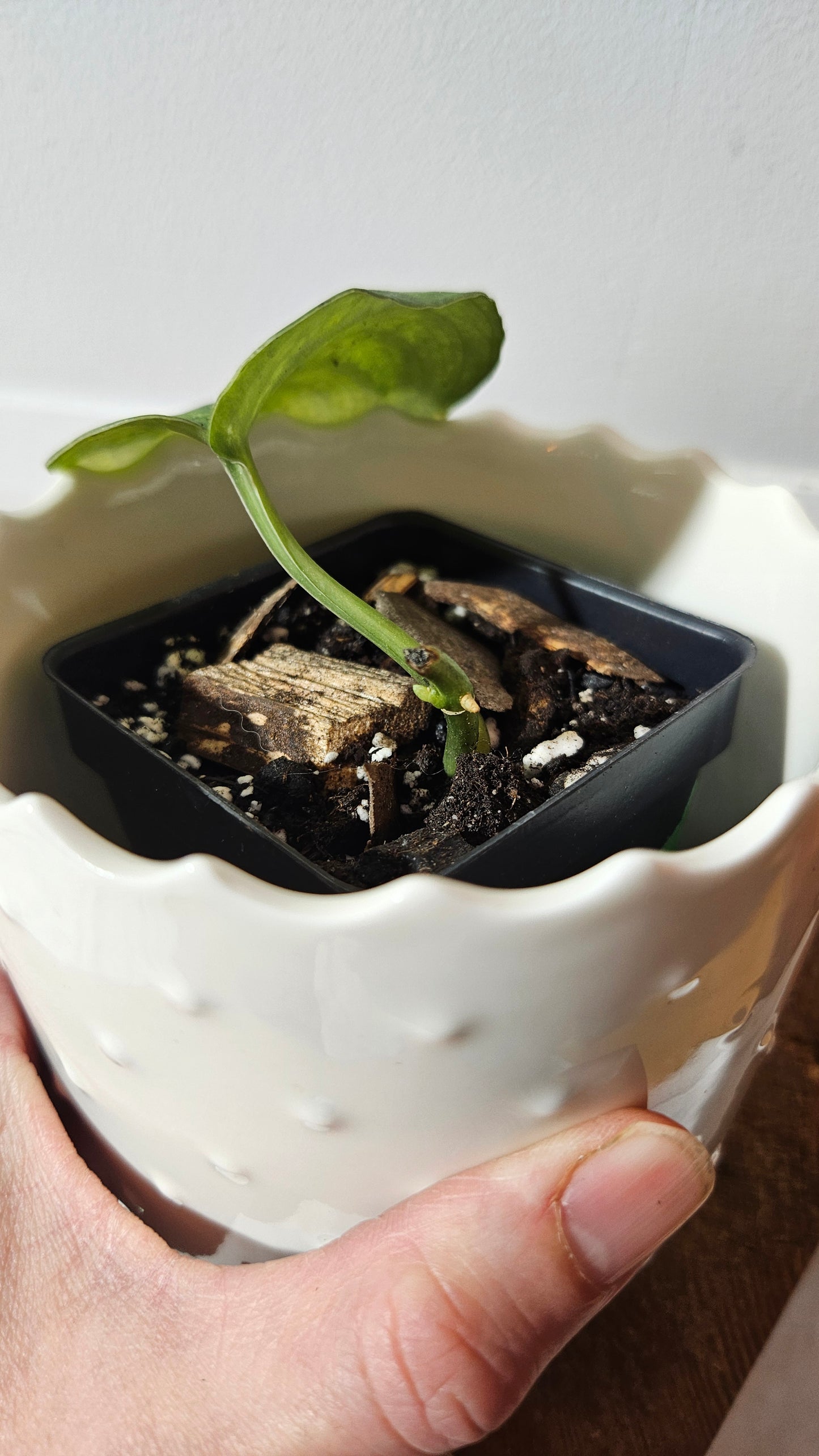Scindapsus Black Dragon white (SCI-1007)
