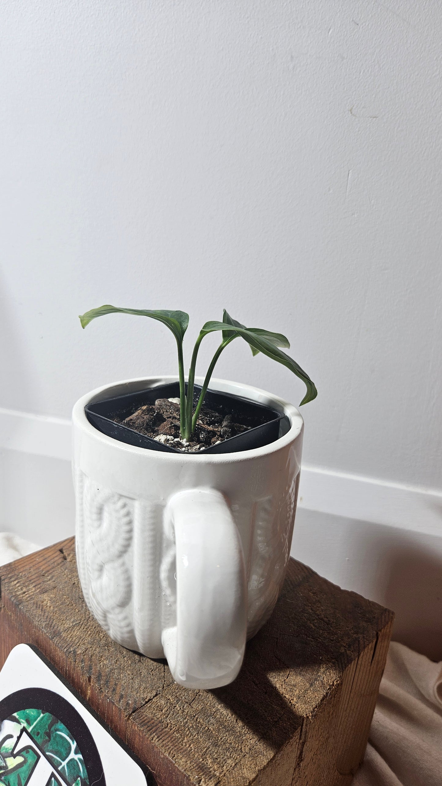 Monstera Obliqua Aff Amazonica (MON-305)