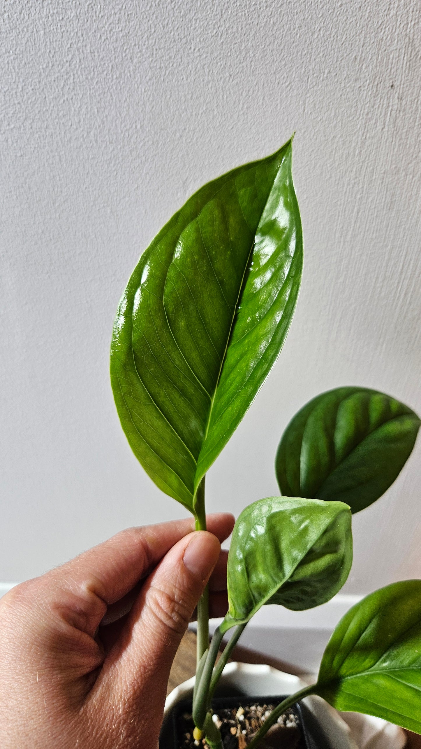 Monstera Obliqua Aff Calacali (MON-445)