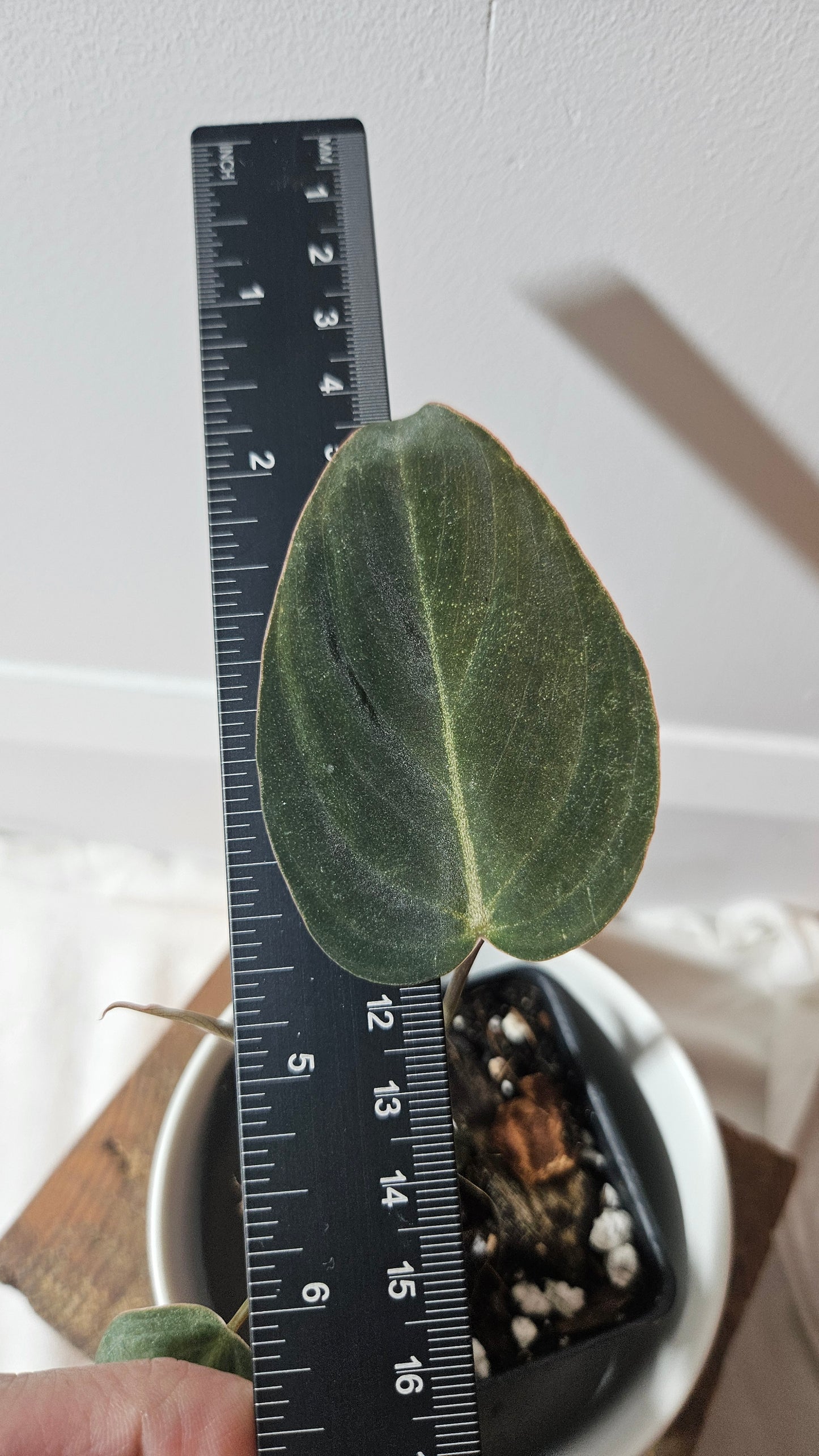 Philodendron Glorious (PHI-956)