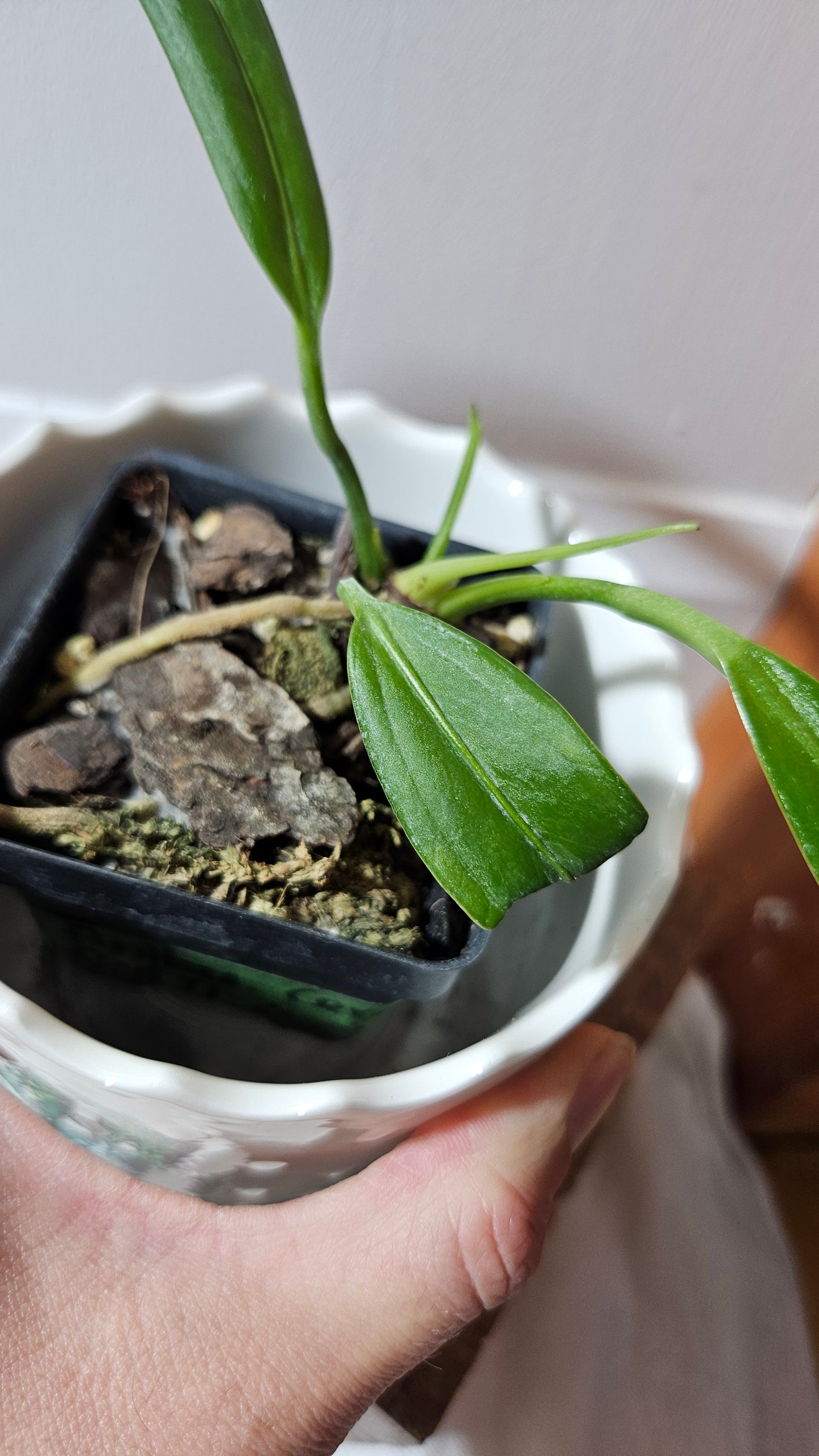 Anthurium Ceronii Aff "format PETIT"(ANT-446)