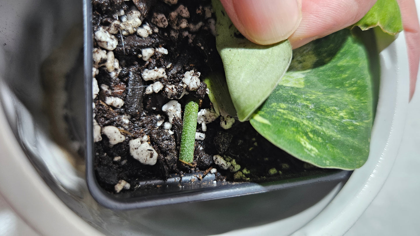 Scindapsus Parahiyangan (SCI-1067)