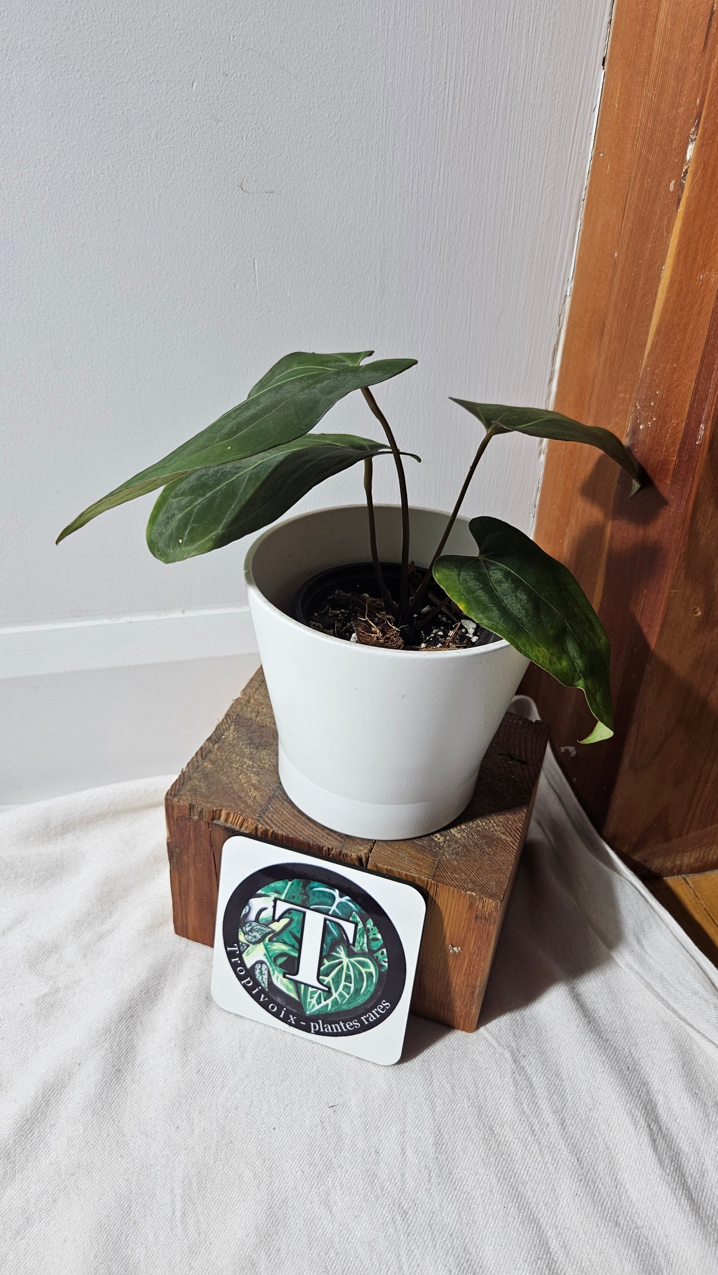 Anthurium Dark Phoenix X Panama "MEDIUM format" (ANT-283)