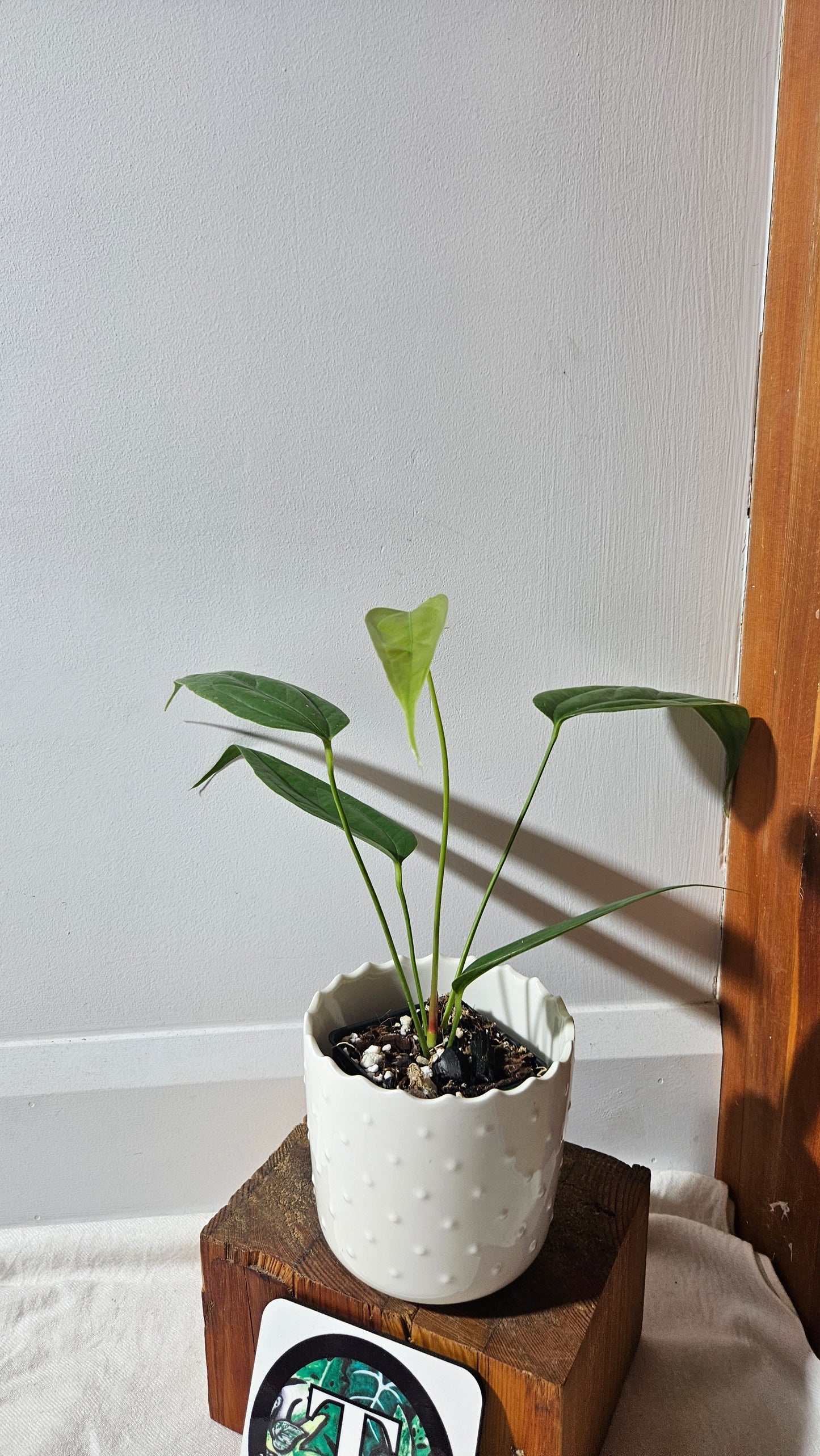 Anthurium Warocqueanum X Esmeraldas "format MOYEN"(ANT-428)