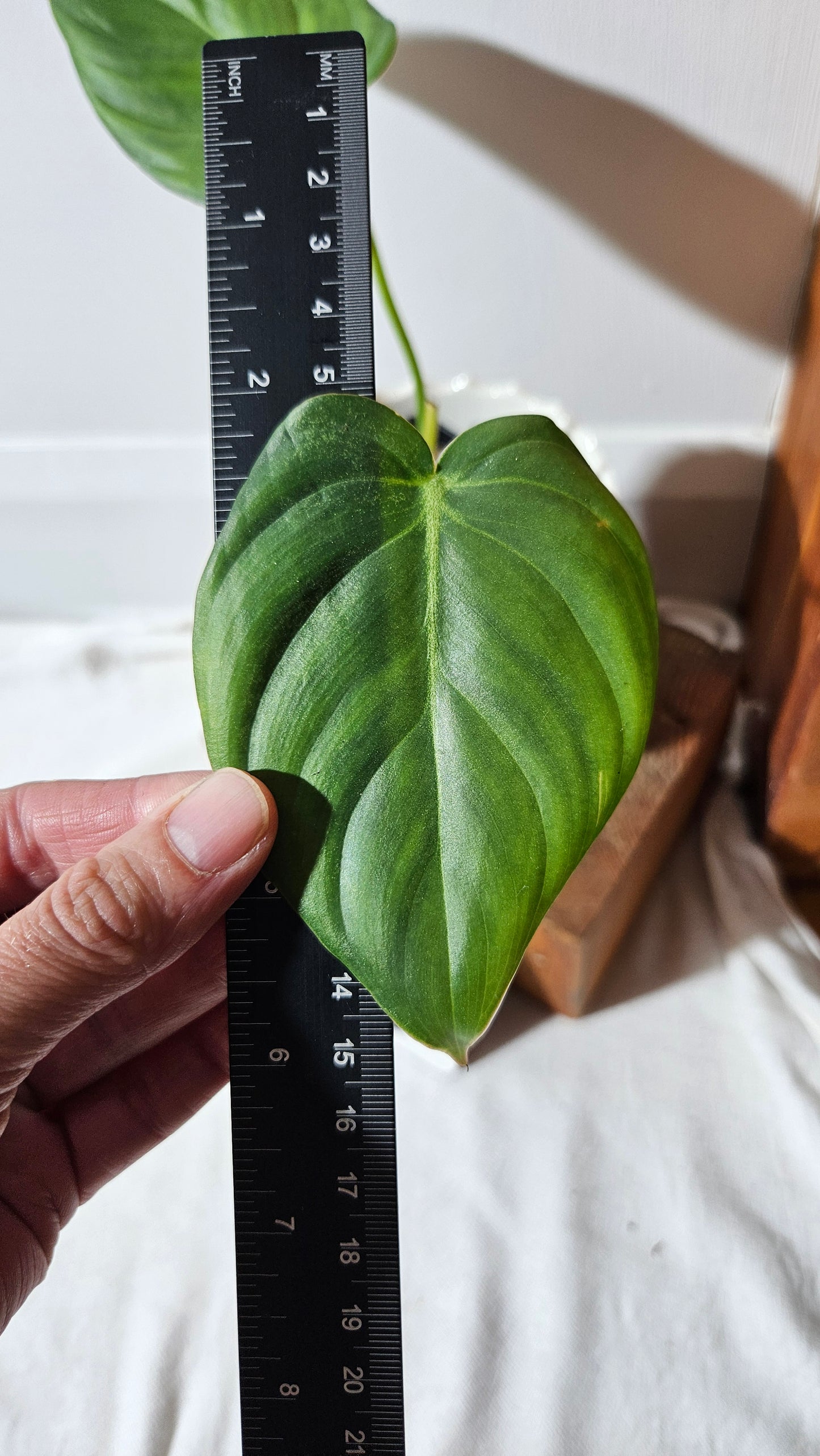 Philodendron Pastazanum (PHI-825)