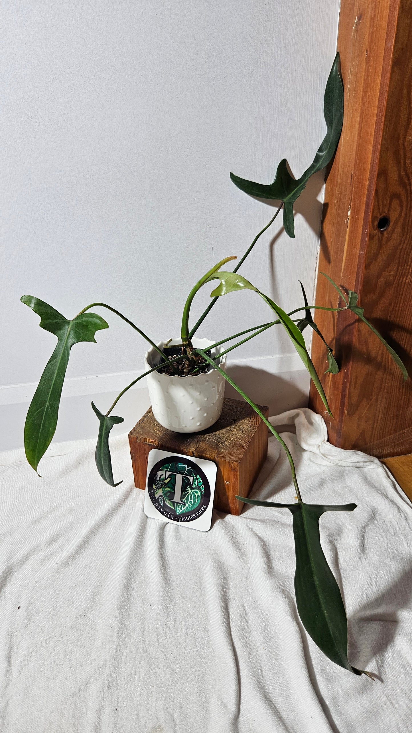 Philodendron Longilobatum (PHI-376)