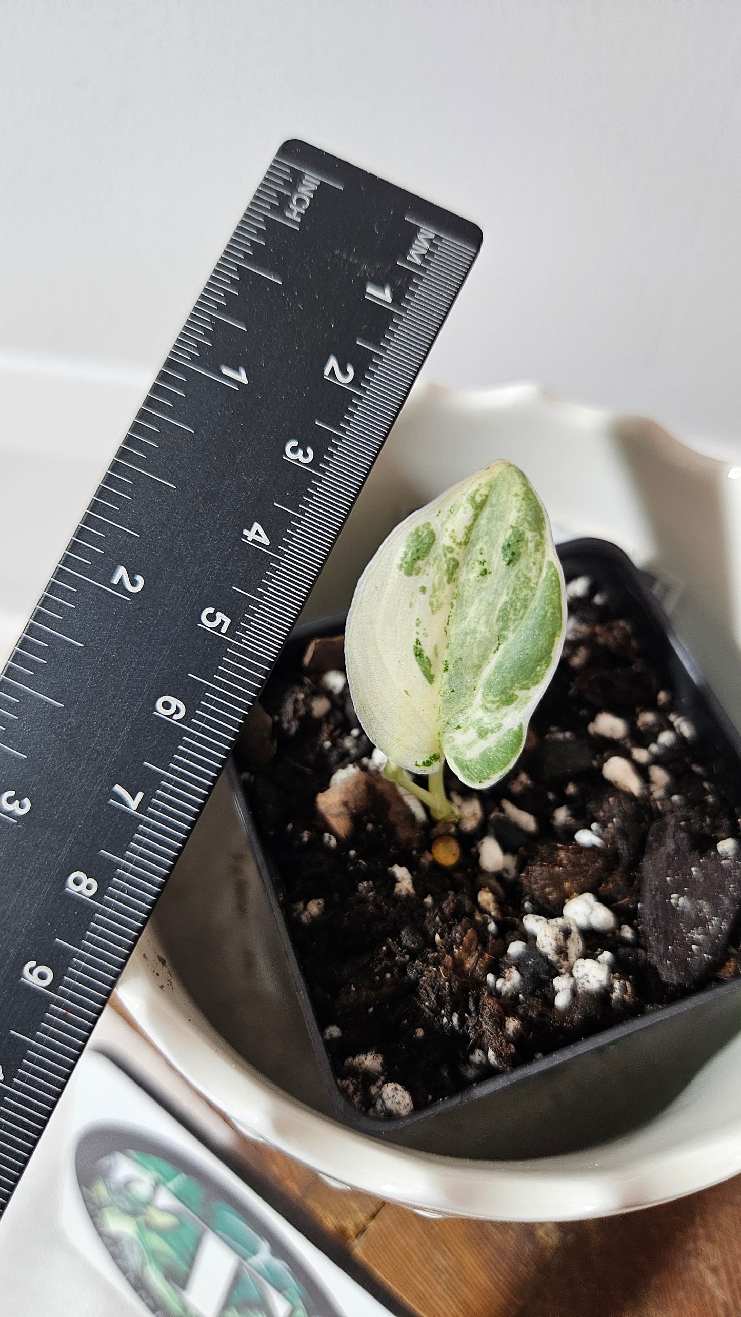 Scindapsus Jade Satin Marble (SCI-1003)