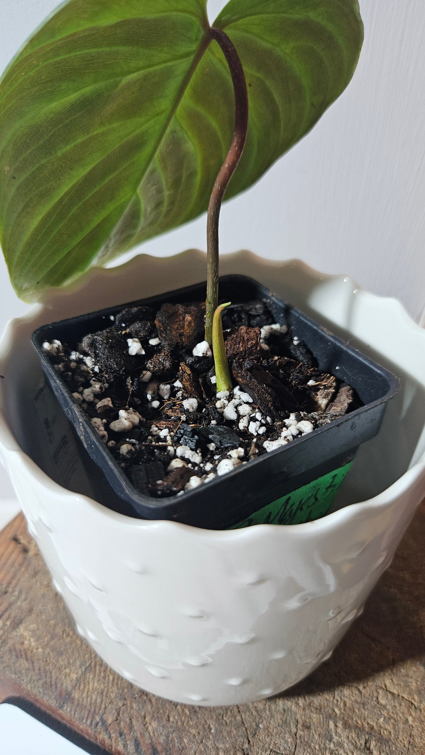 Philodendron Majestic (PHI-779)
