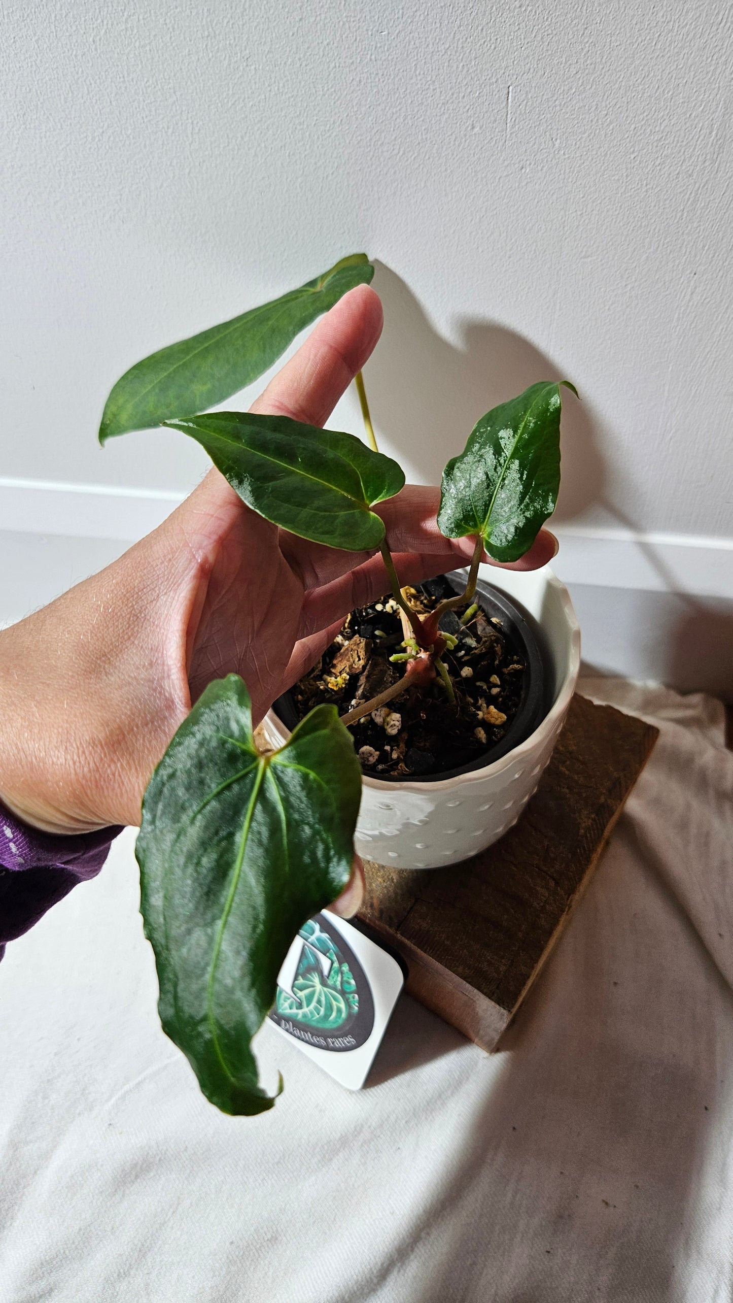 Anthurium Blue Ocean (Blue Papi X AOS) "format MOYEN" (ANT-316)