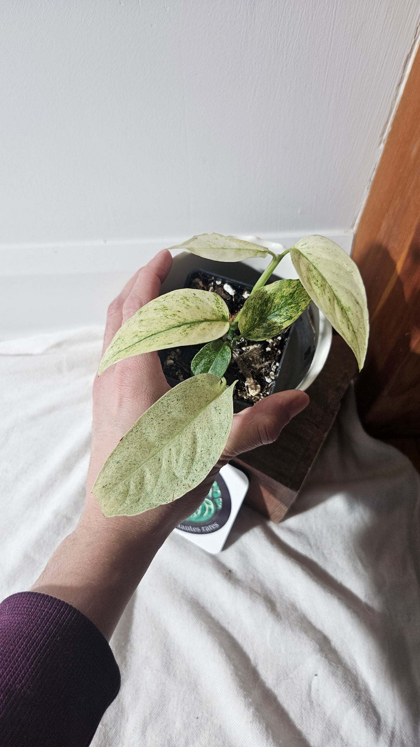 Monstera Laniata Mint (MON-397)