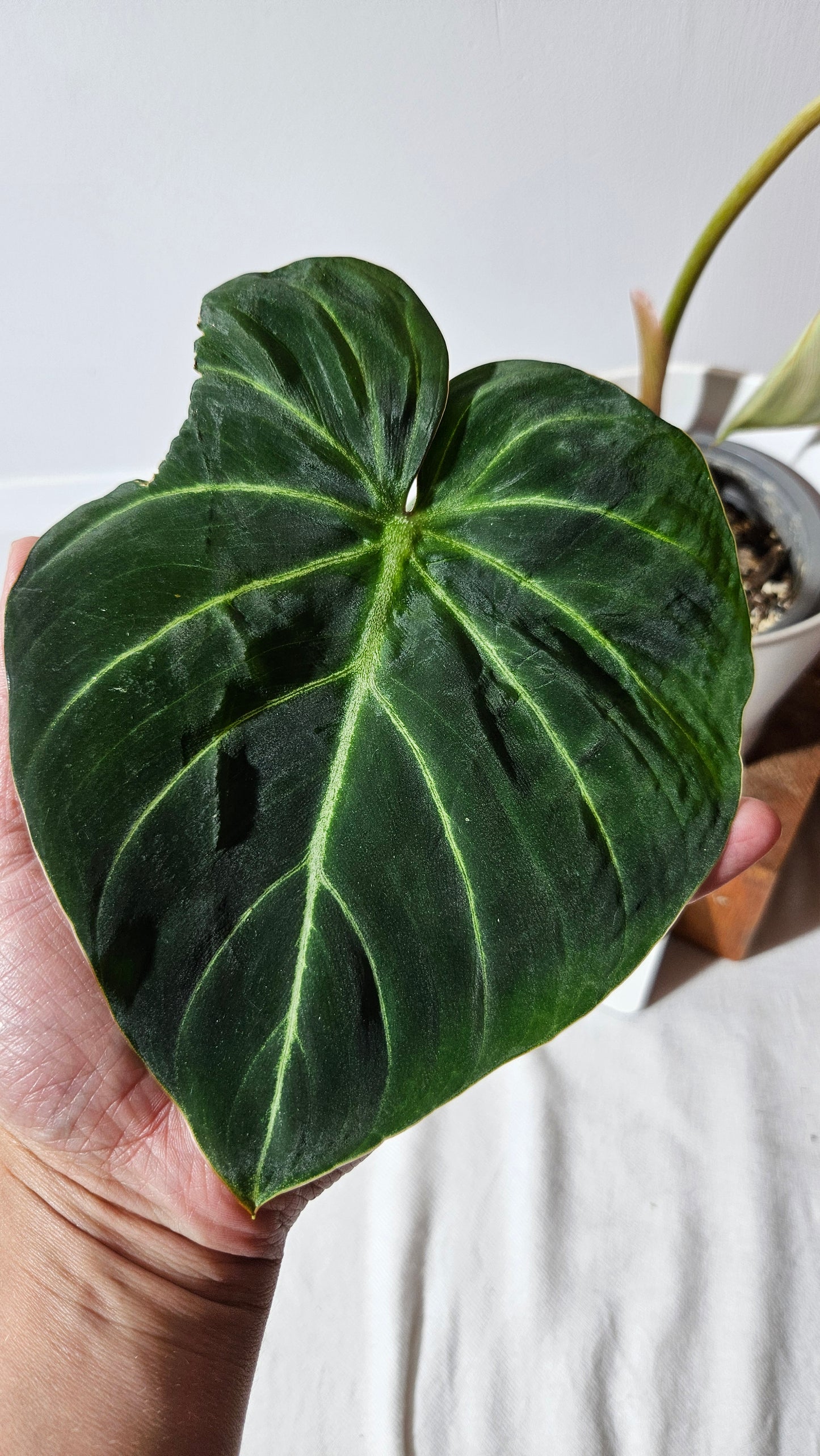 Philodendron Gloriosum Pink (PHI-831)