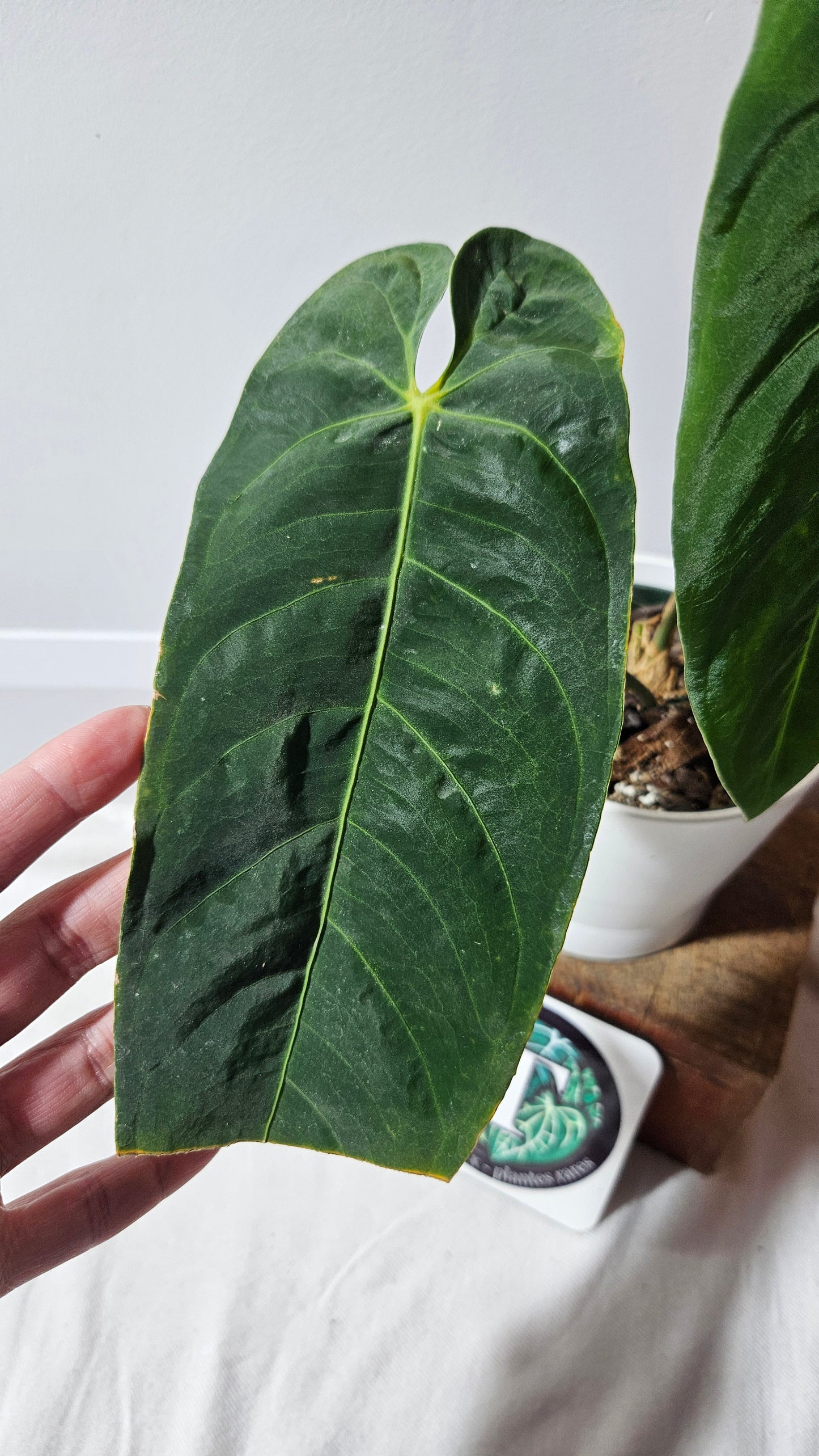 Anthurium Metallicum "Format MOYEN/LARGE" (ANT-475)