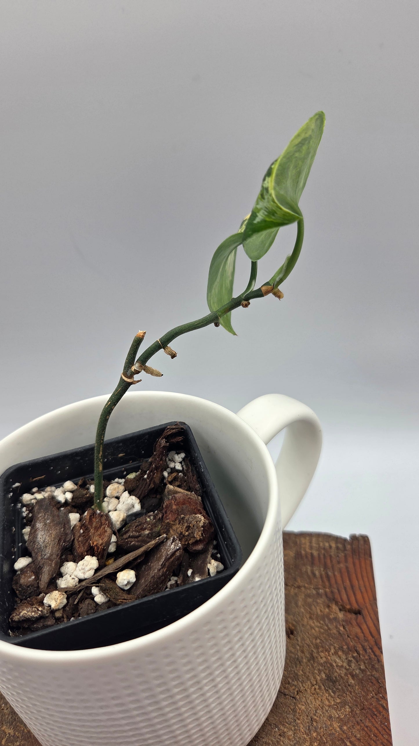 Scindapsus Geulis (SCI-1217)