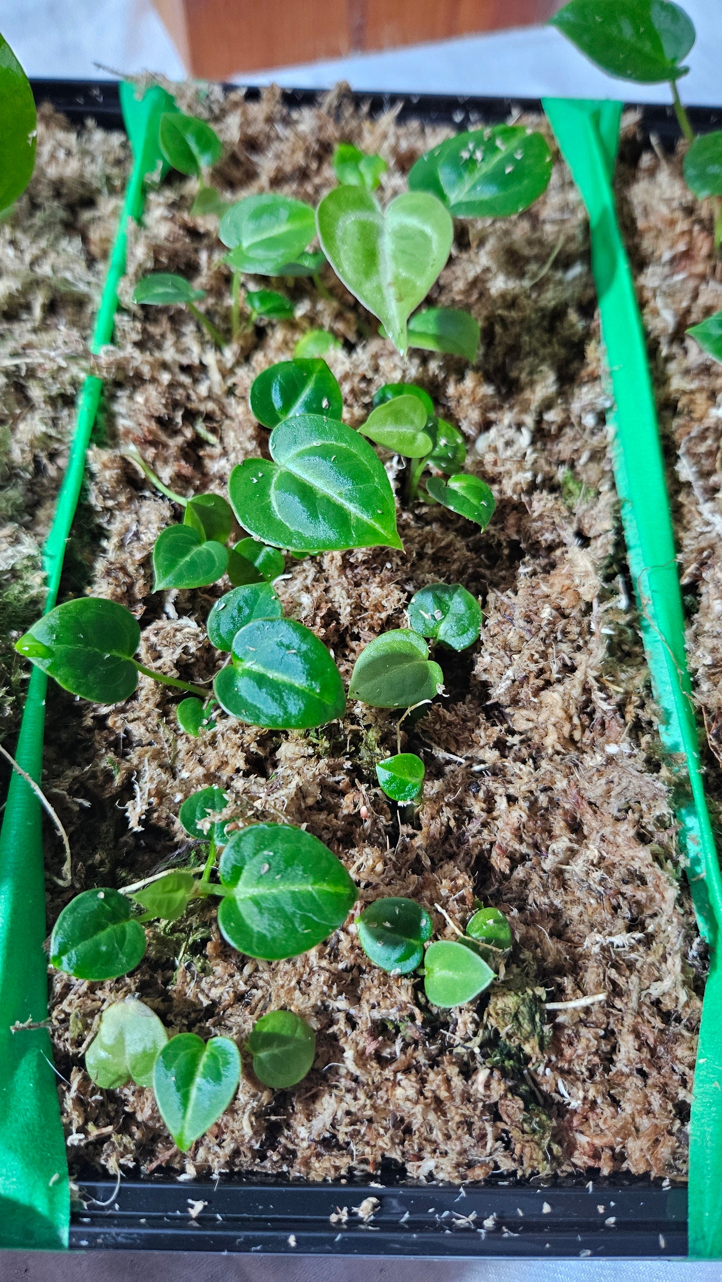 Anthurium Silver Hope "format SEEDLING"