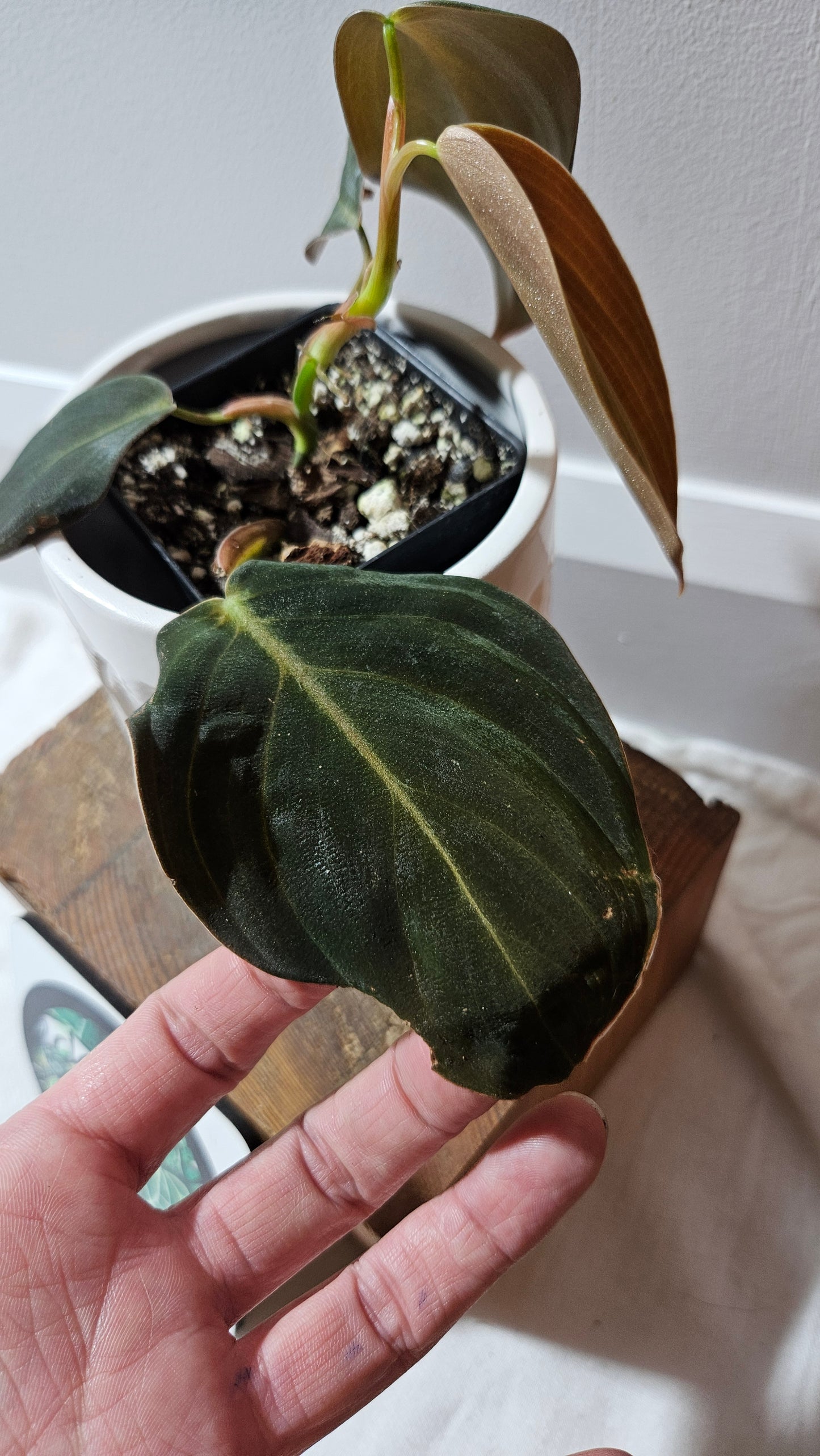 Philodendron Gigas (PHI-908)