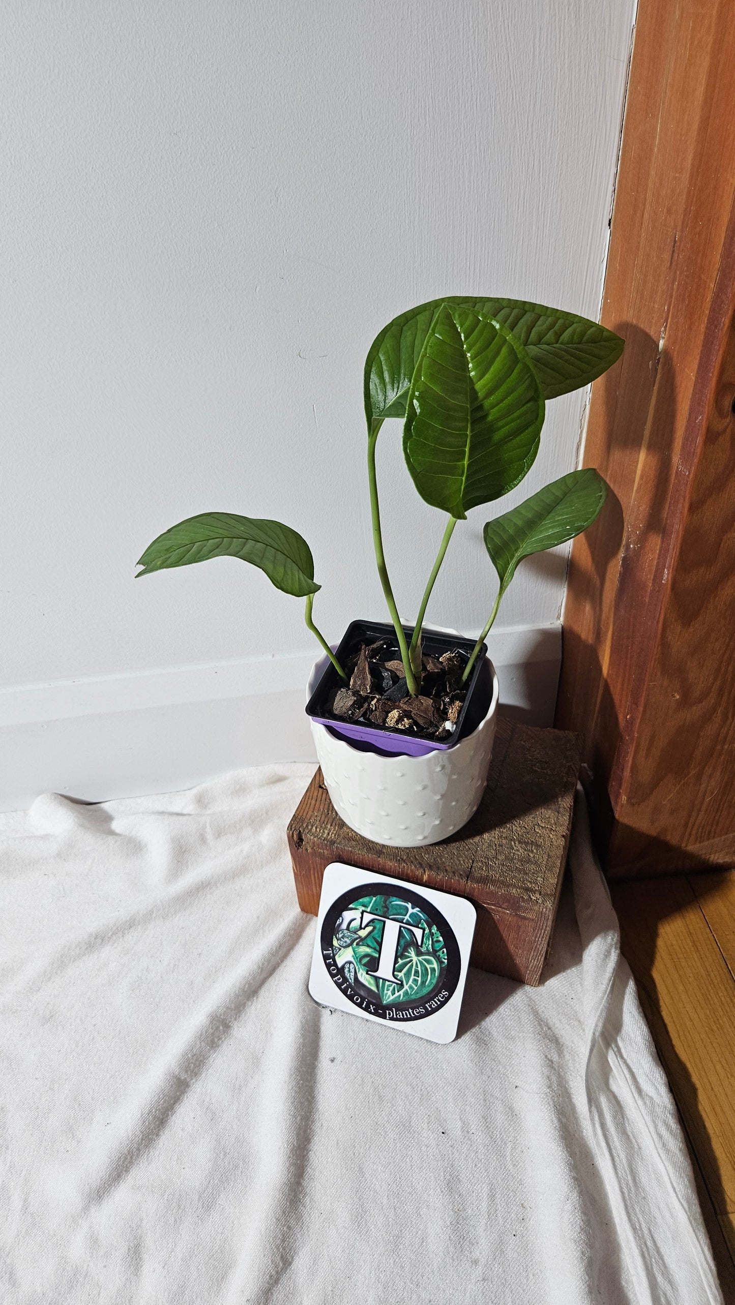 Anthurium Umbricola "format MOYEN" (ANT-385)