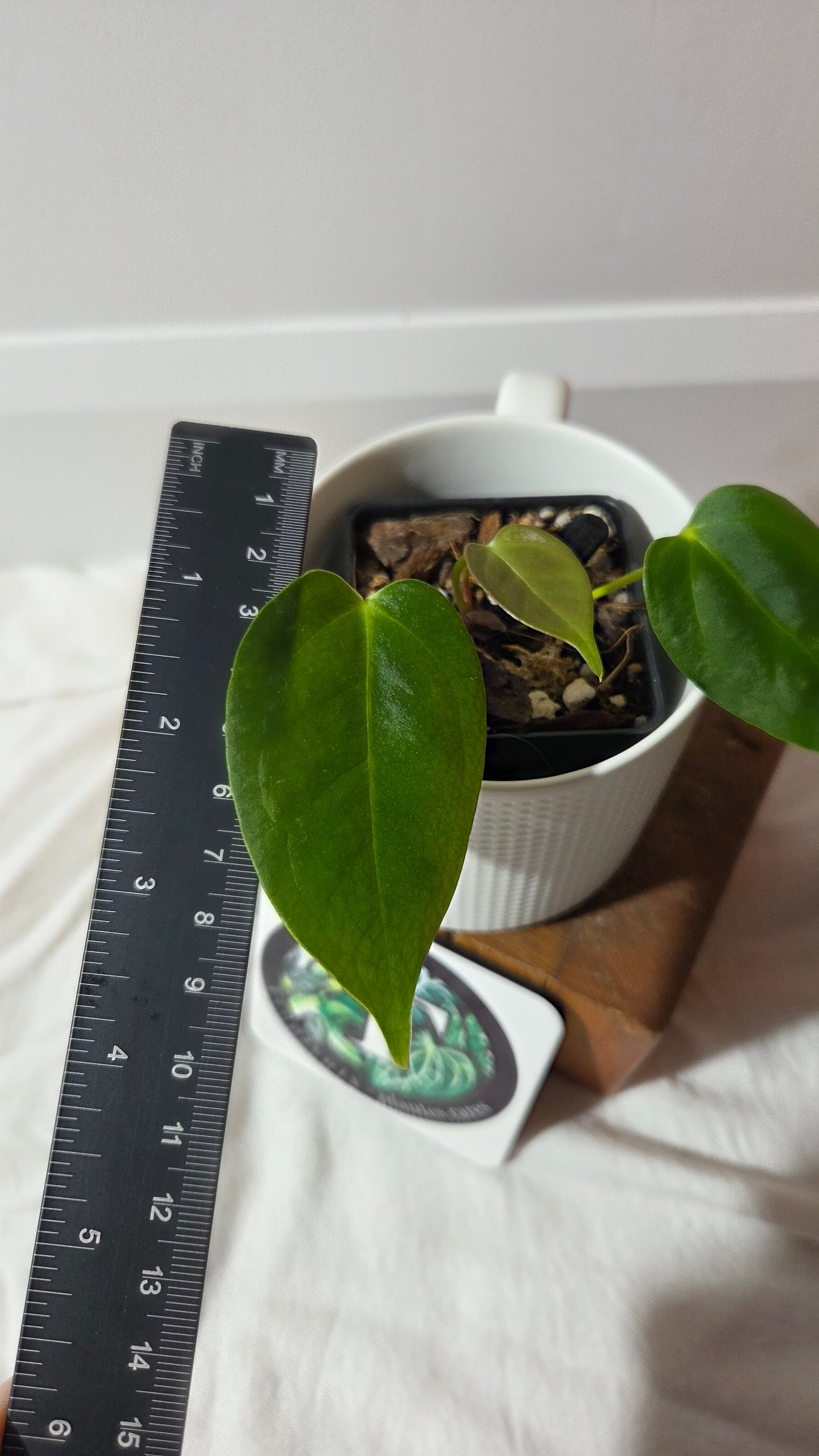 Anthurium Silver Blush X Subsignatum "format PETIT" (ANT-653)