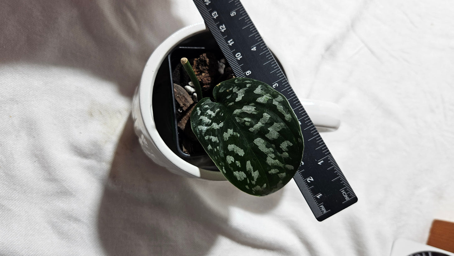 Scindapsus Exotica Batik (SCI-1116)