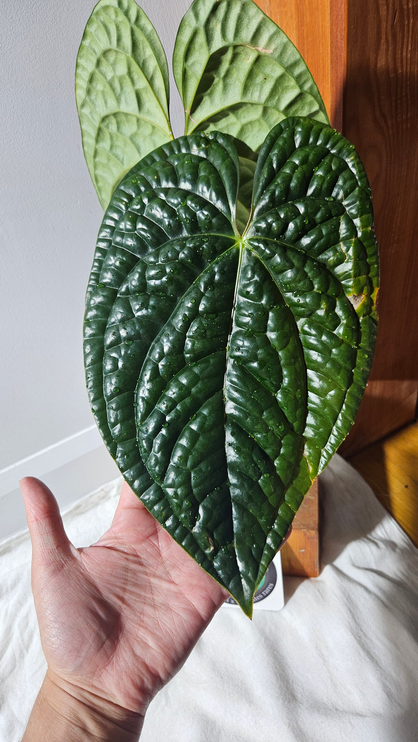 Anthurium Luxurians Dark "format XLARGE" (ANT-488)