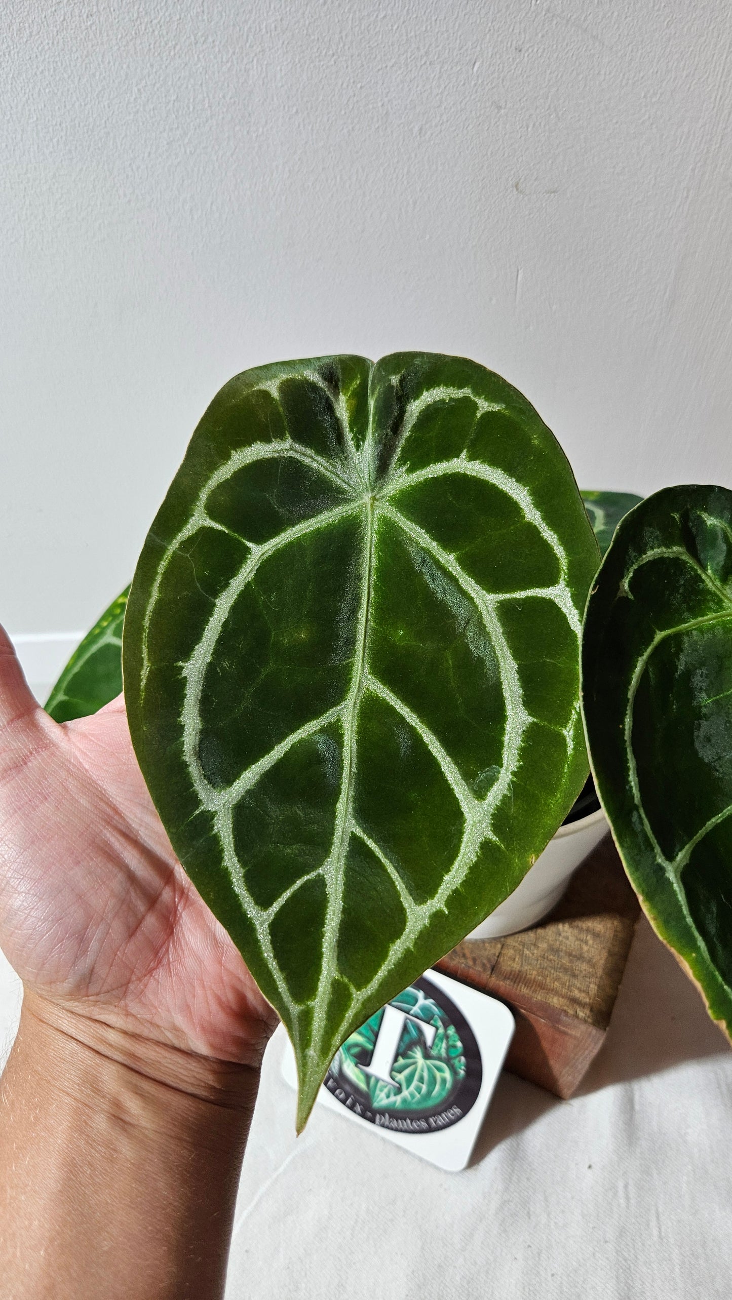 Anthurium Forgetti Dark "LARGE format" (ANT-122)