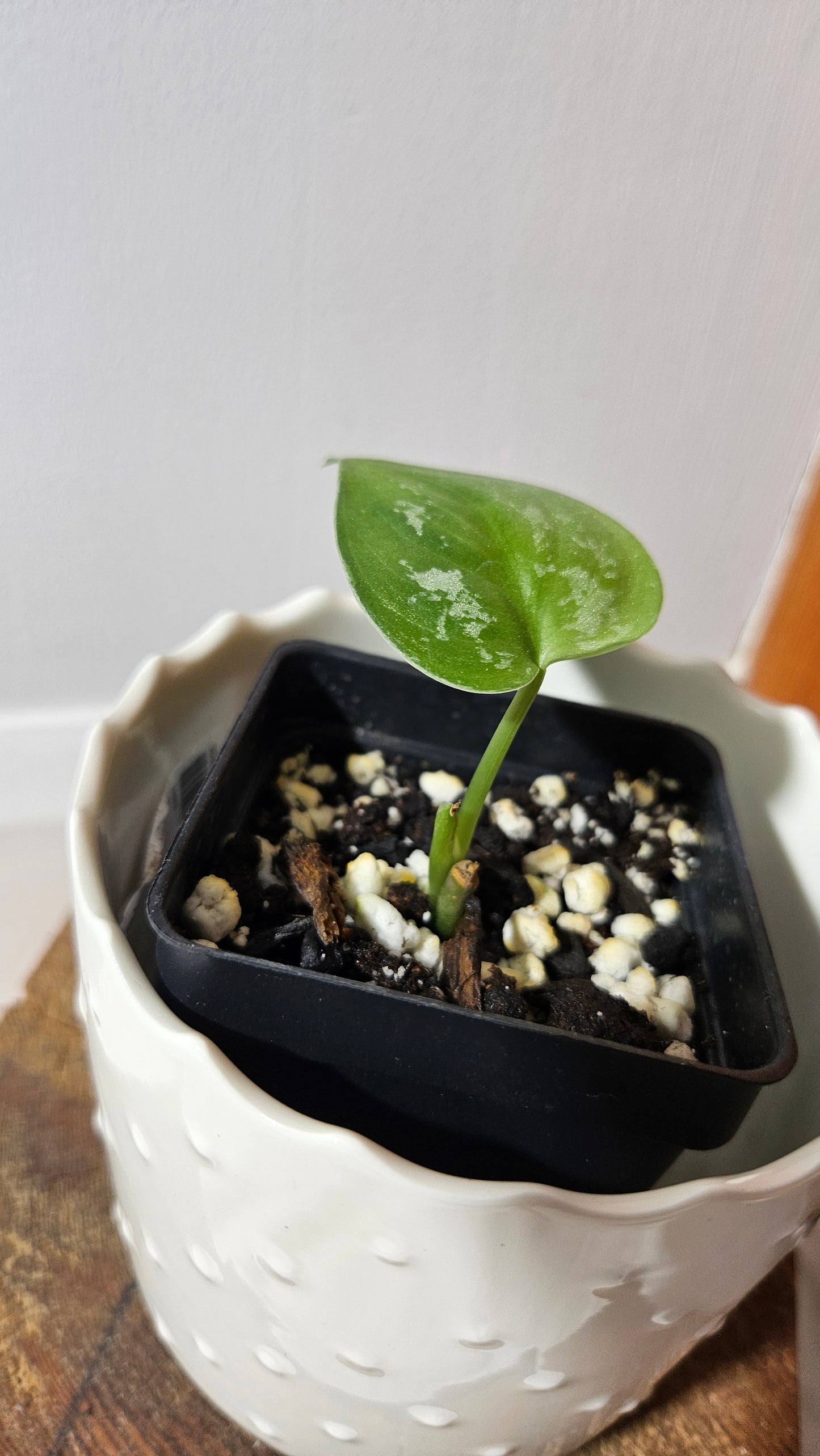 Scindapsus Baticon (SCI-840)