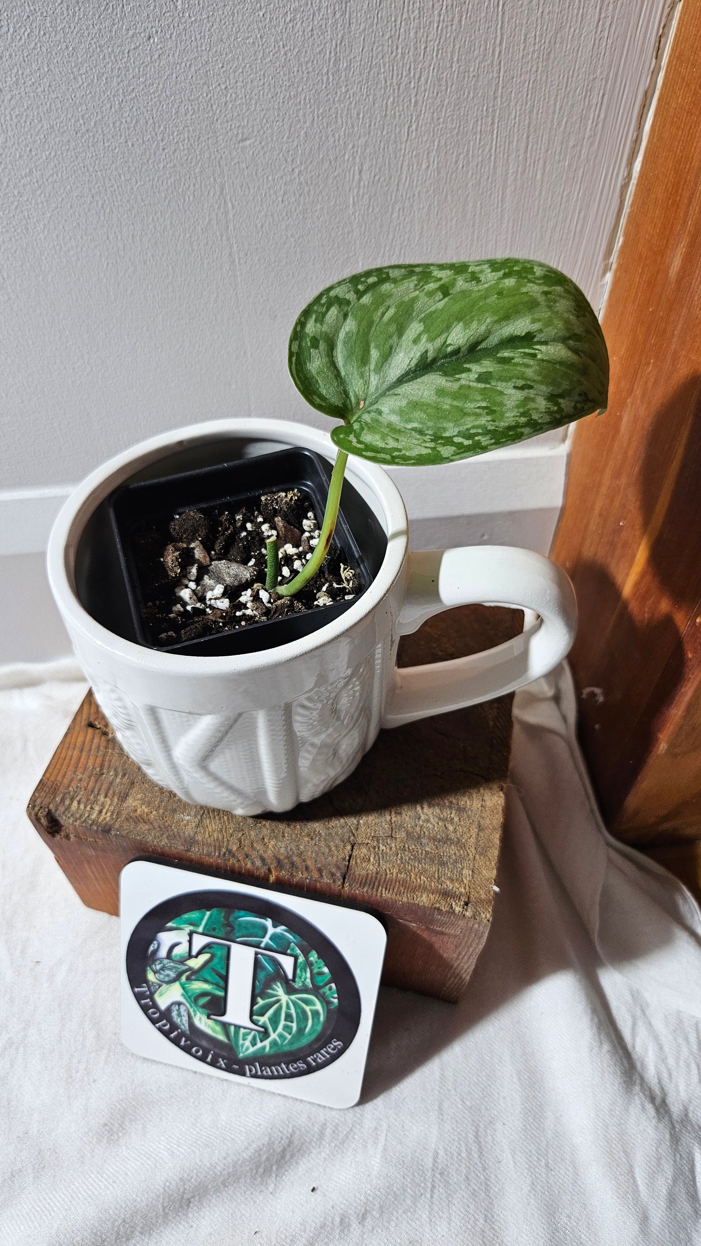 Scindapsus Dark Princess Tricolore (SCI-1109)