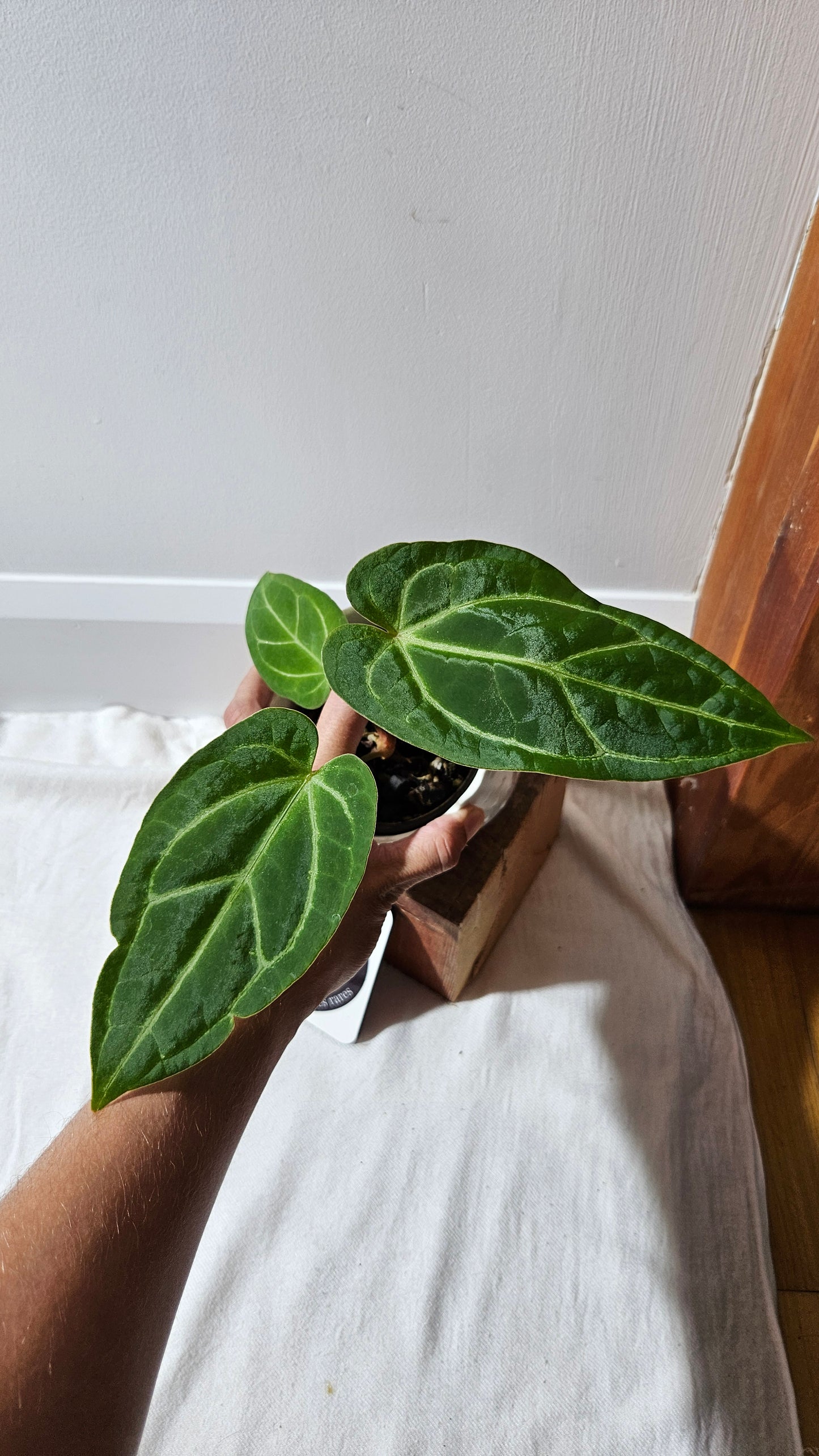 Anthurium Papi x Magnificum "SEEDLING format" (ANT-142)