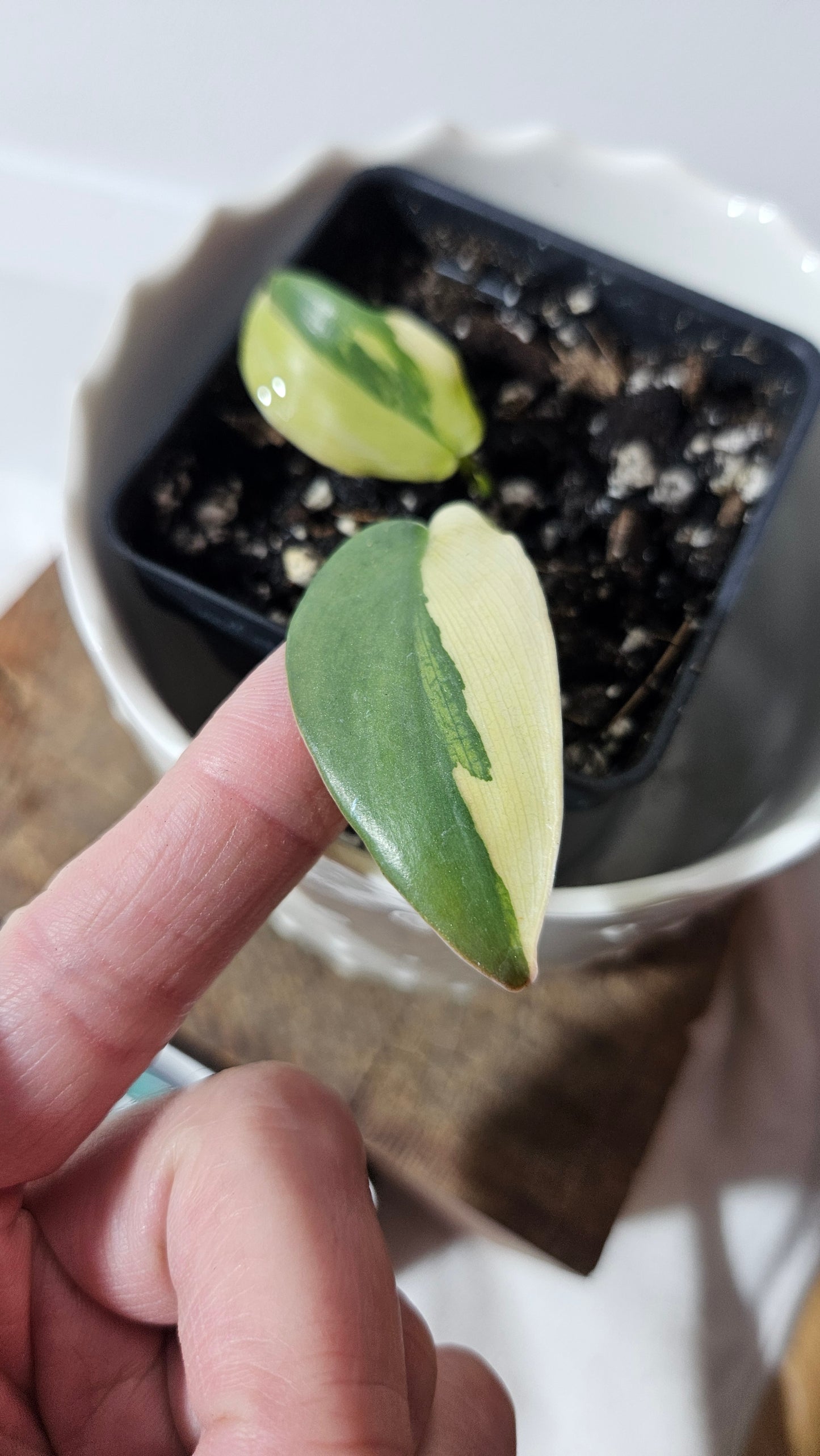 Philodendron Violin Variegata (PHI-732)