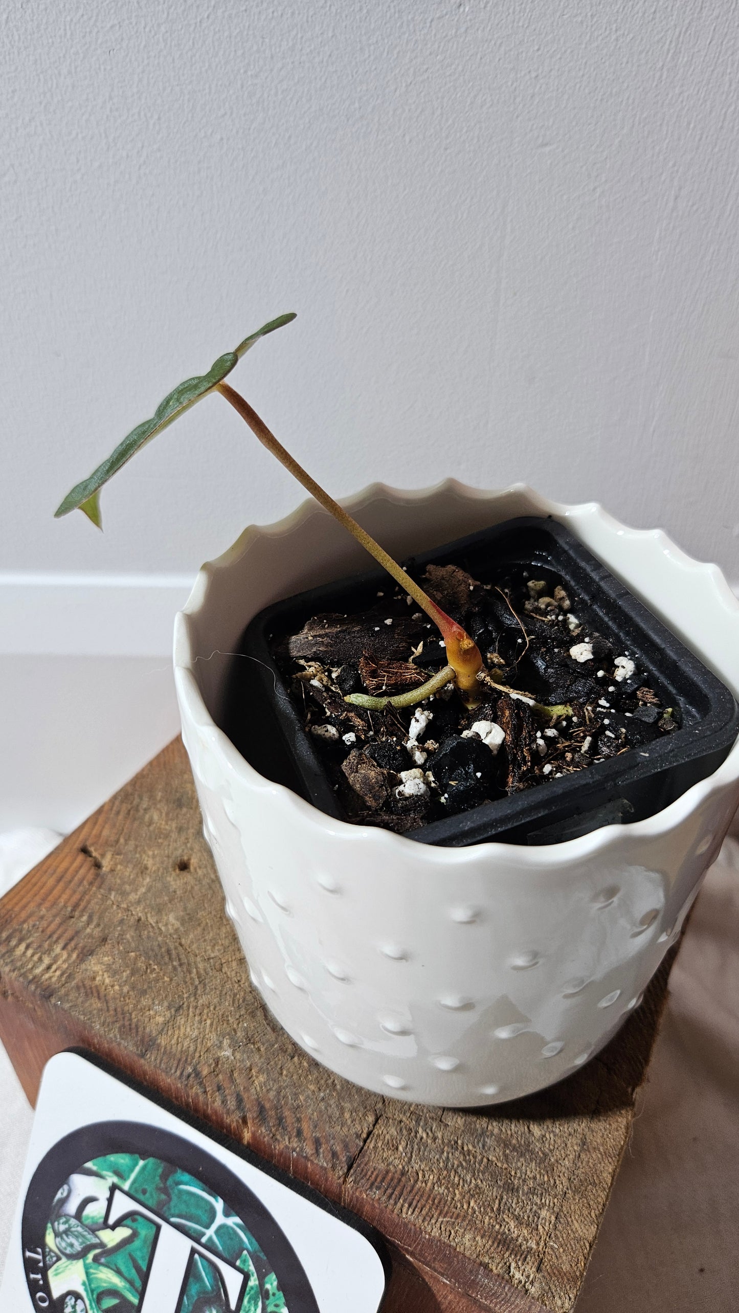 Anthurium Papillilaminum (d'équateur) "format PETIT" (ANT-186)