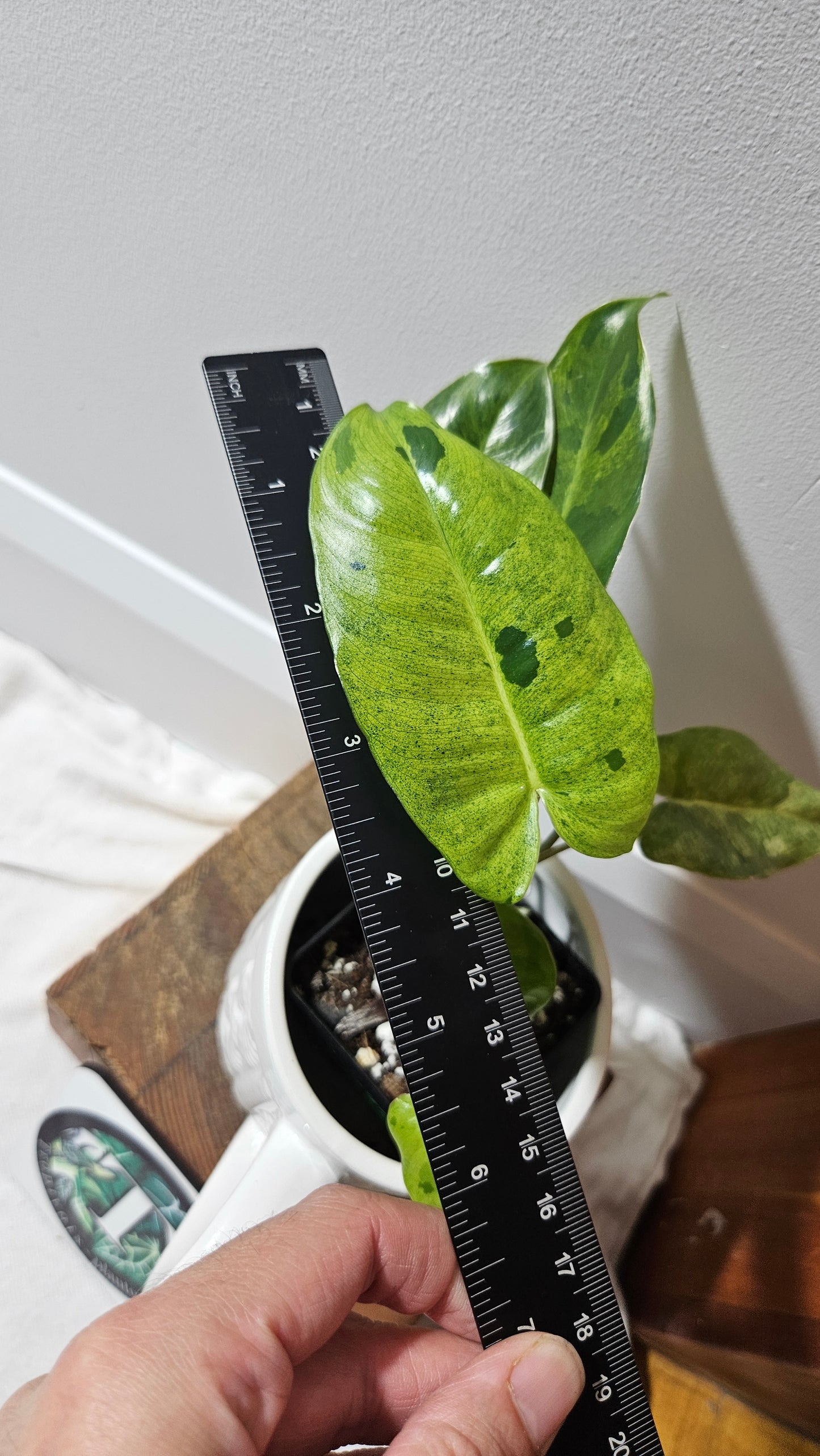 Philodendron BurleMarx Variegata X Paraiso Verde (PHI-914)