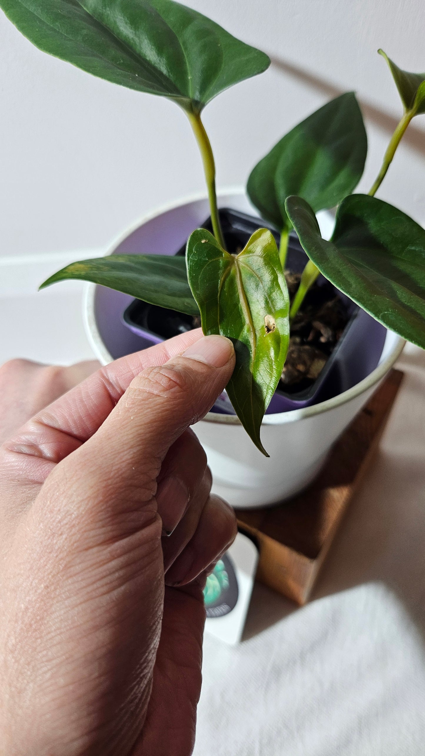 Anthurium Napo X Luxurians "format MOYEN" (ANT-427)
